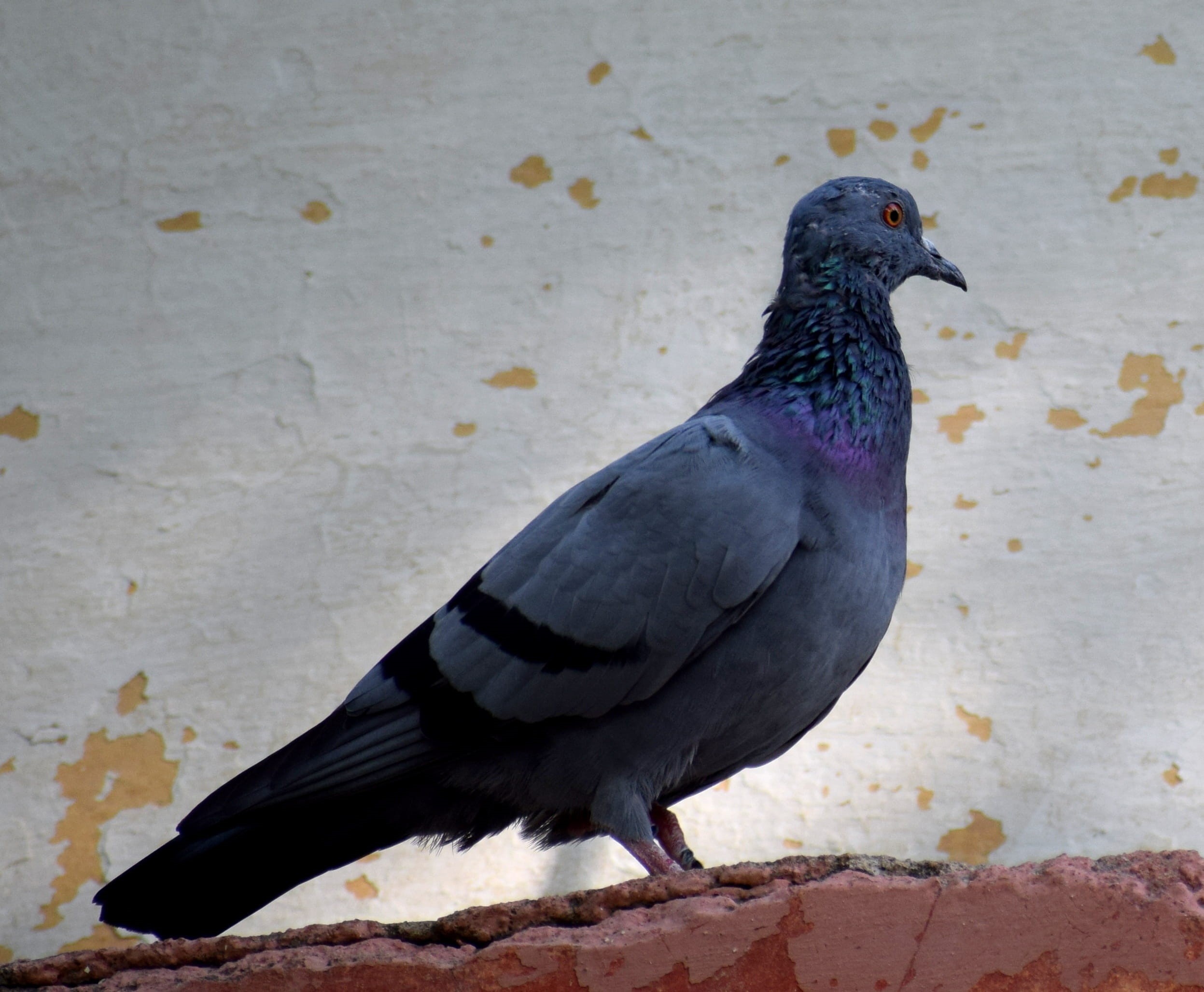 animal themes, no people, dom, tail, natural, wall - building feature, gray, fly, close-up, symbol, nature, flight, day, peace, colorful, icon, vertebrate, HD Wallpaper