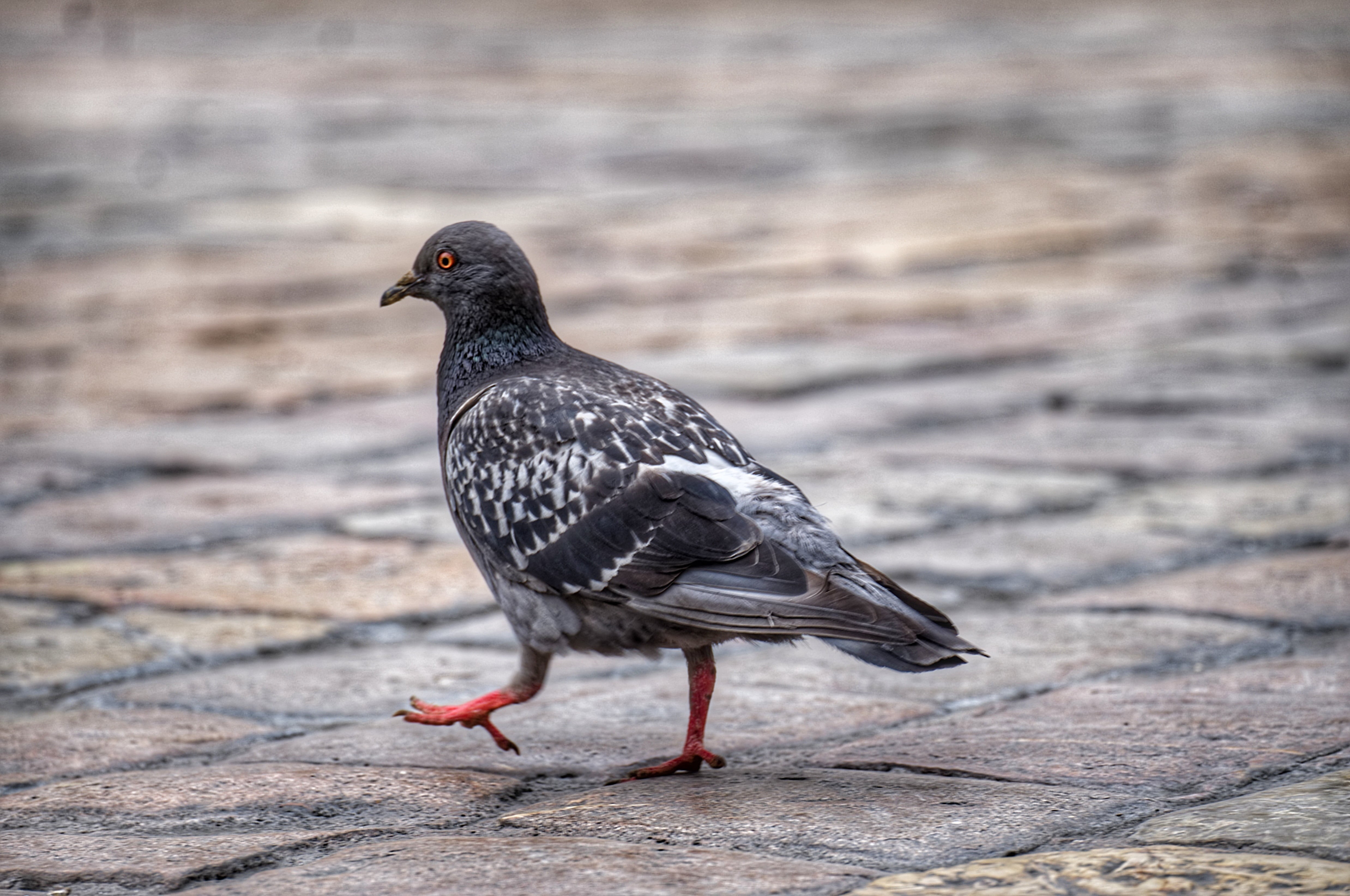 close-up, walk, nature, no people, outdoors, wild, animal wildlife, flight, animal, wildlife, day, symbol, invertebrate, side view, bird, white, hope, dove - Bird, HD Wallpaper