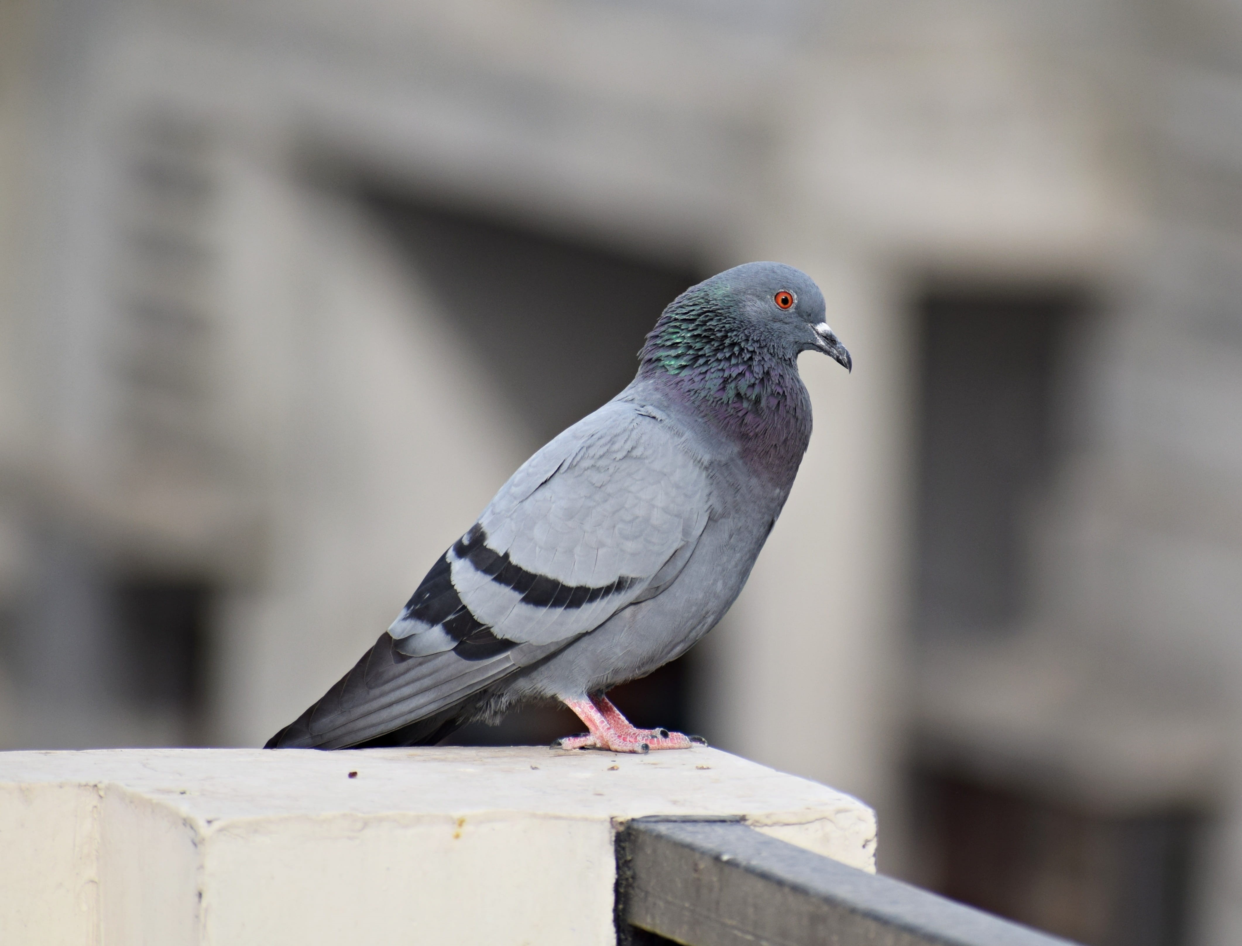 wood - material, feathers, plumage, dom, wings, no people, focus on foreground, outdoors, urban, day, beak, peace, feather, one animal, pigeon, animal wildlife, HD Wallpaper