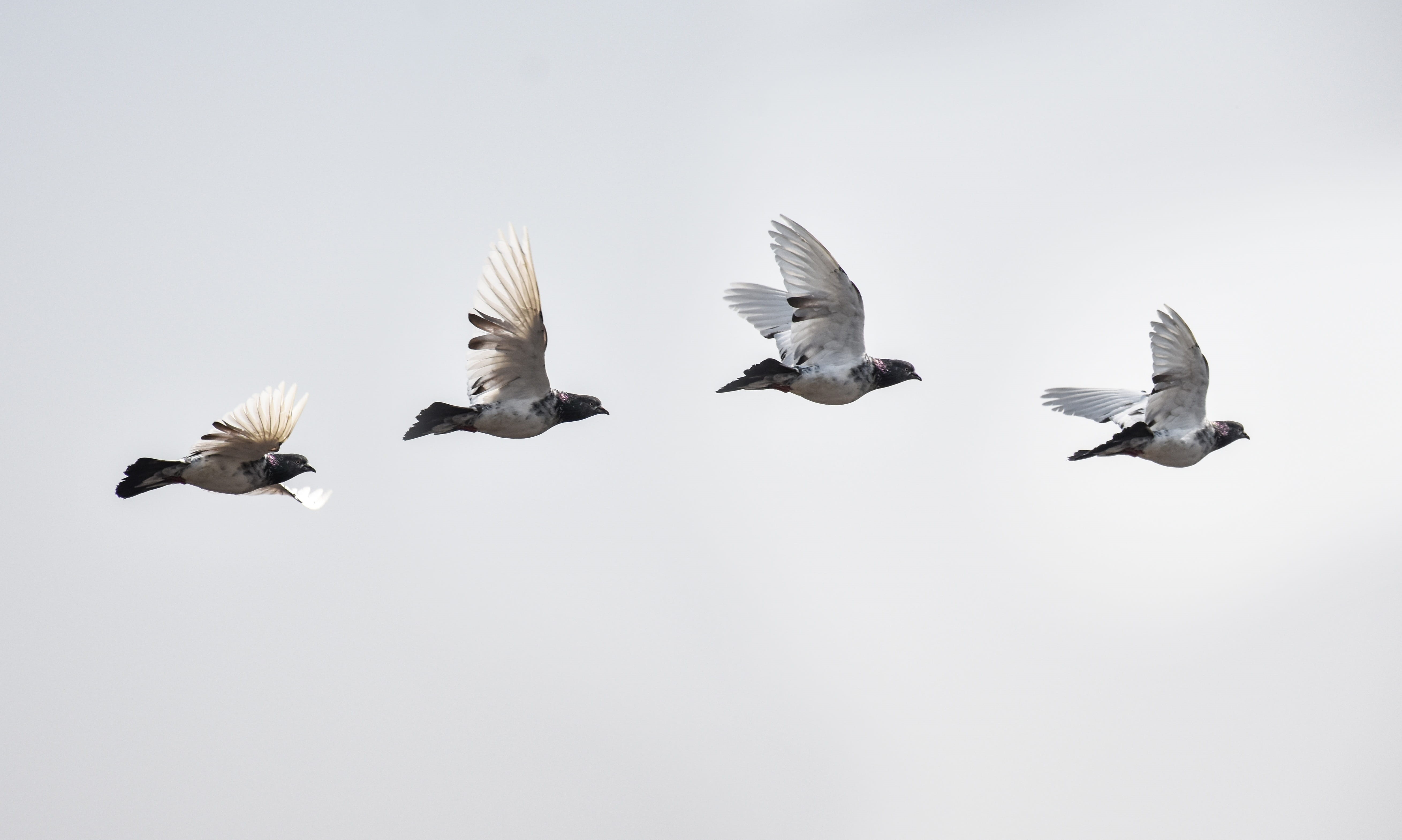 flying, wildlife, beauty in nature, pigeon, love, peace, dove, flock of birds, wings, flight, spread wings, copy space, animal, clear sky, group of animals, HD Wallpaper