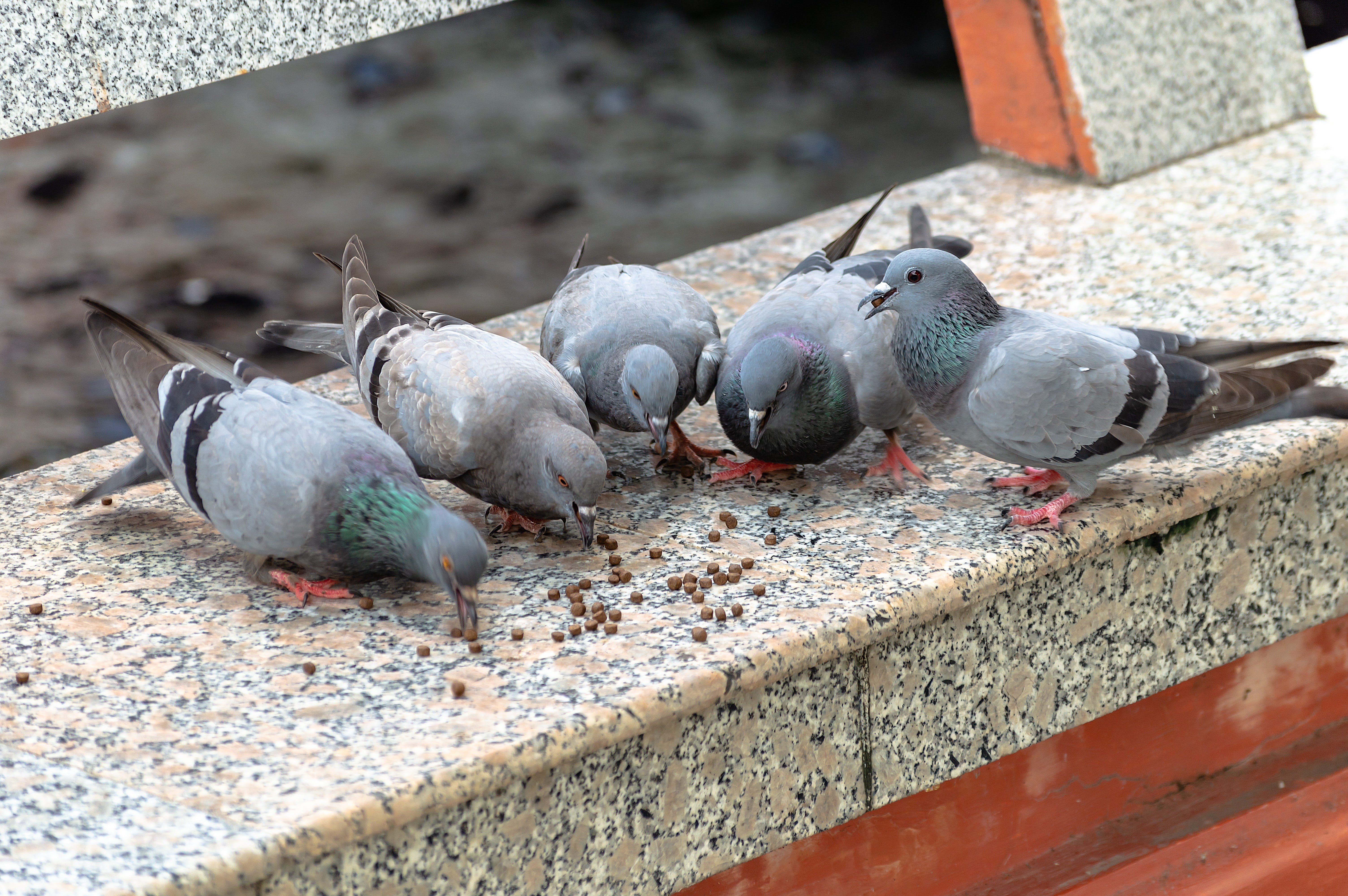 animal, dove, group of animals, symbol, wall - building feature, love, design, pigeon, beautiful, close-up, animal wildlife, animal themes, animals in the wild, HD Wallpaper