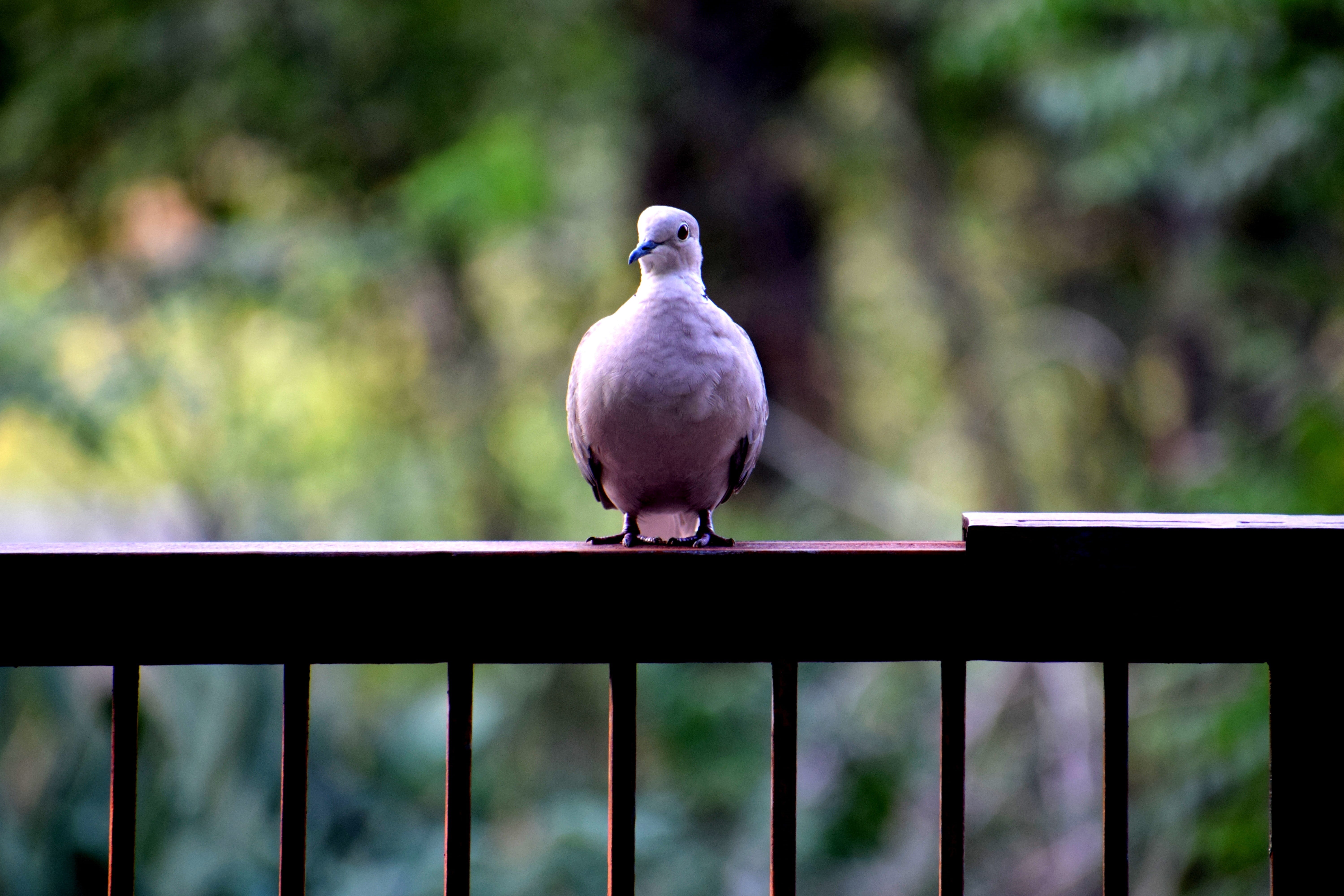 vertebrate, icon, animal wildlife, day, wildlife, close-up, wing, grey, symbol, mourning dove, feather, metal, perching, bird, flight, dove - bird, birds, HD Wallpaper