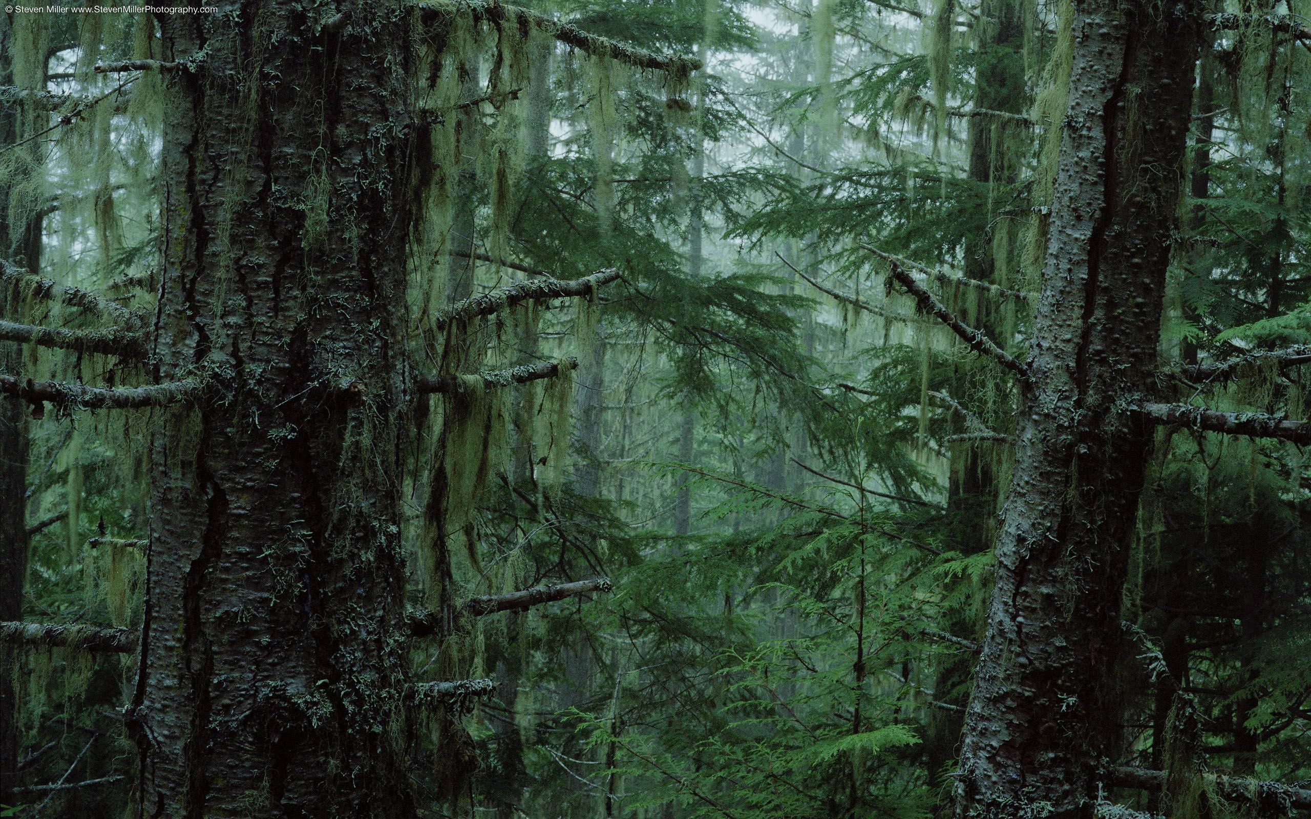 forest, 2K, olympic, national, HD Wallpaper