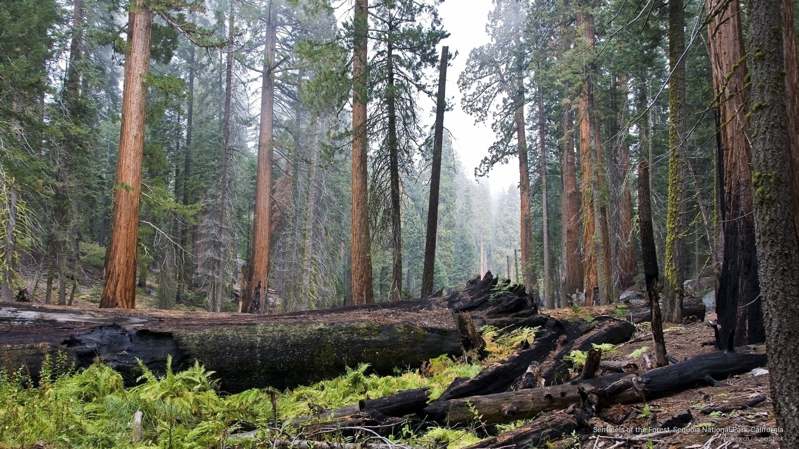forest, sentinels, national, National Parks, park, california, 2K, sequoia, HD Wallpaper