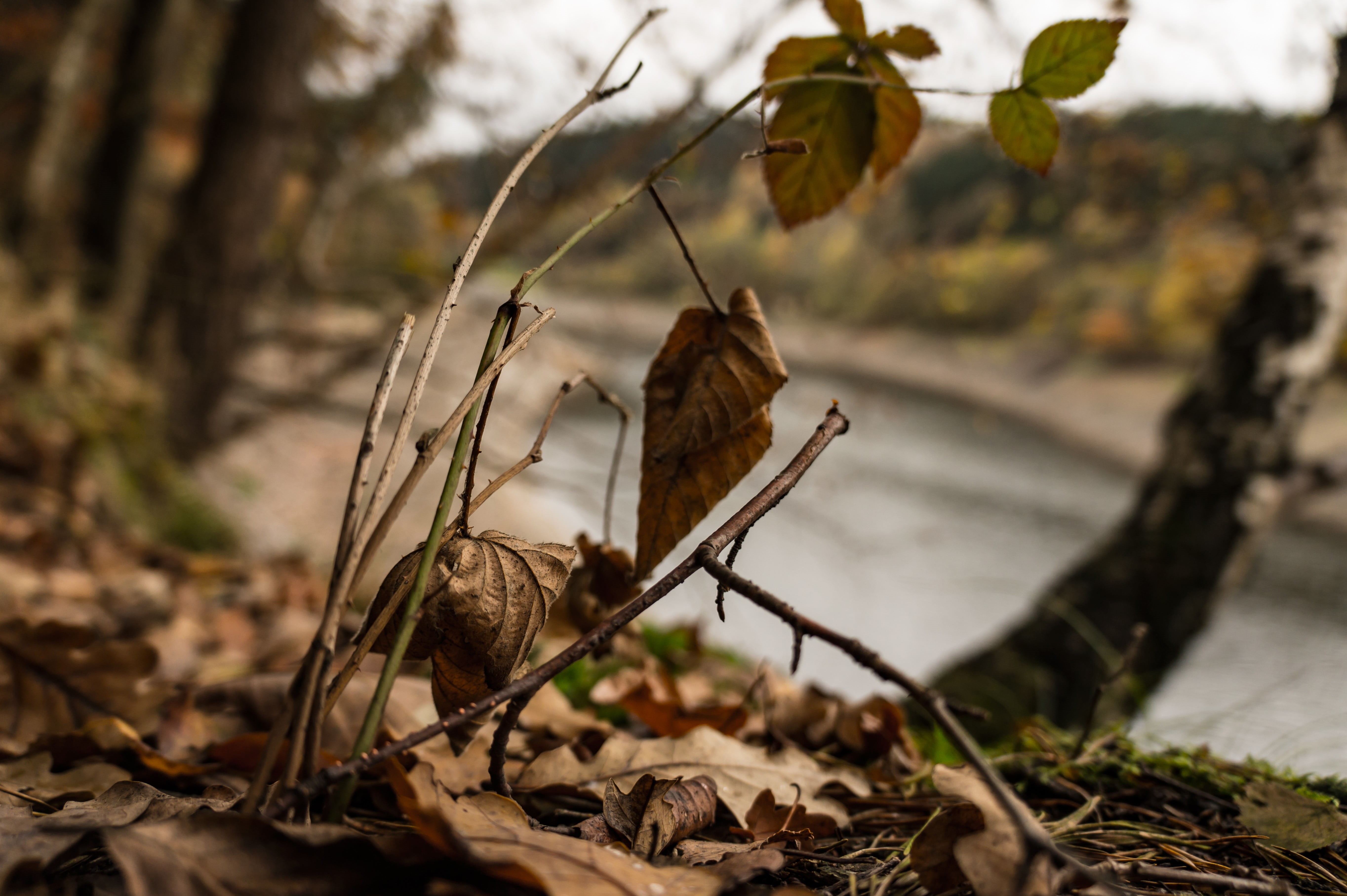animal themes, outdoors, bird, plant part, vertebrate, foliage, leaf, plant, birch, fall, nature, tree, focus on foreground, Photoshop, animal wildlife, HD Wallpaper