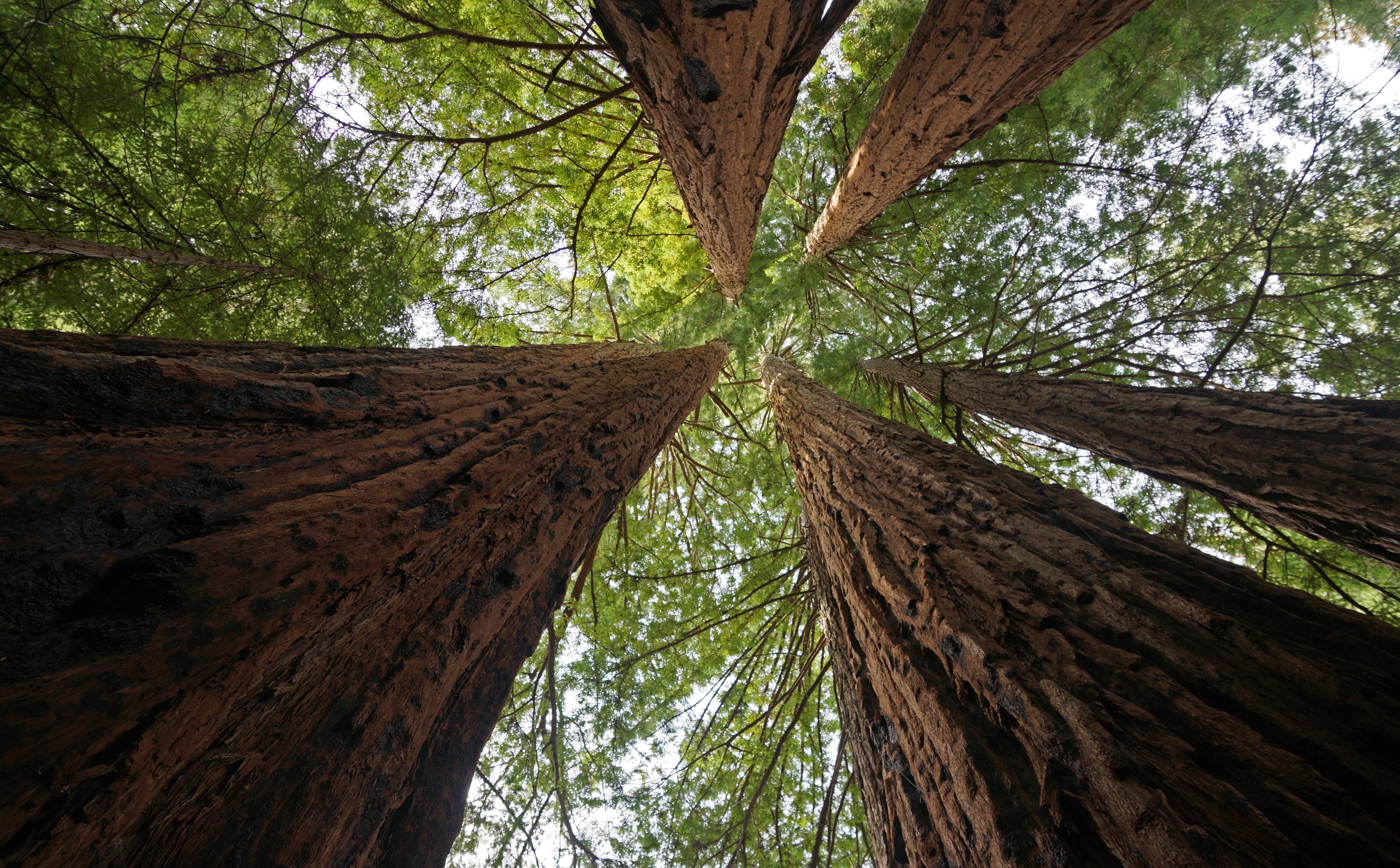 State, United States, basin, slta77, Wald, green color, hires, mammutbaume, bild, Picture, Winter, Redwoods, beauty in nature, stockphoto, kalifornien, HD Wallpaper