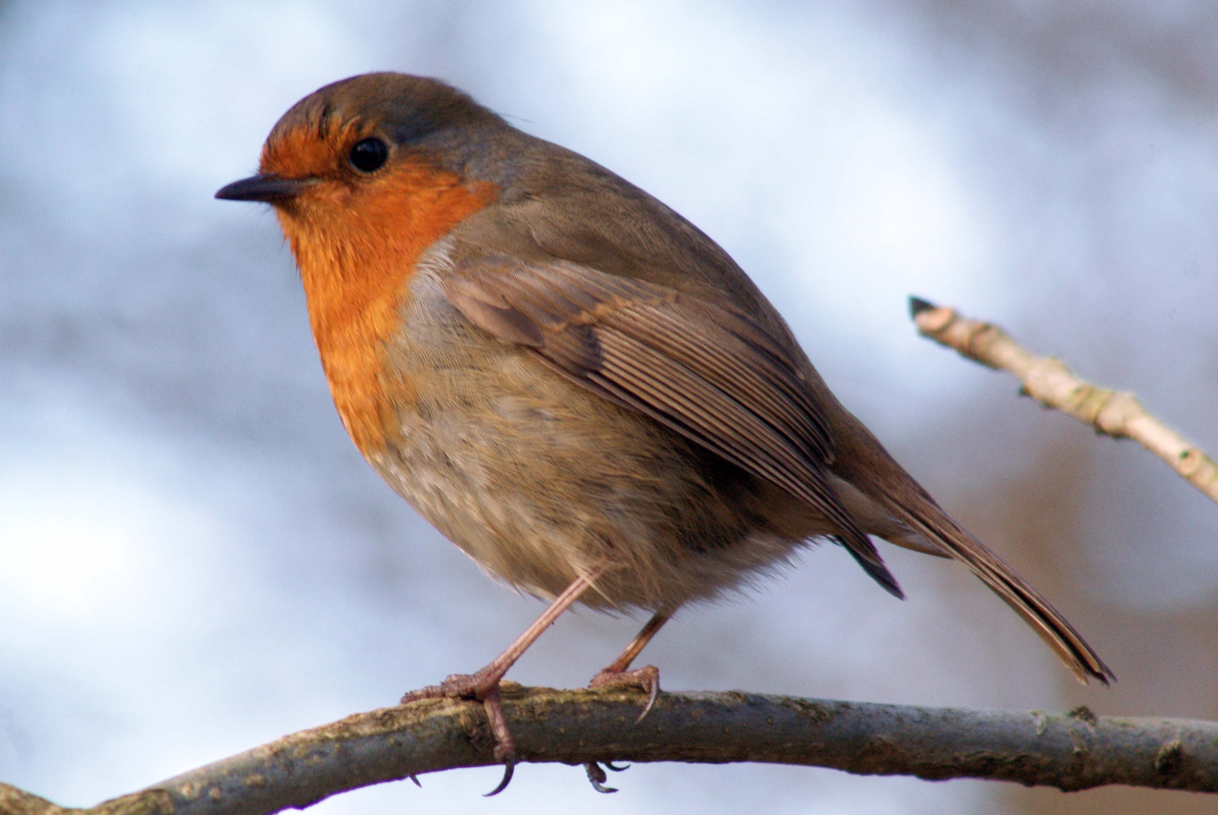 Winter, Sony, wings, Wildlife Photographer, Sony Alpha, spotter, Le, beak, feathered, Erithacus rubecula, animals, watcher, wildlife reserve, outdoors, HD Wallpaper