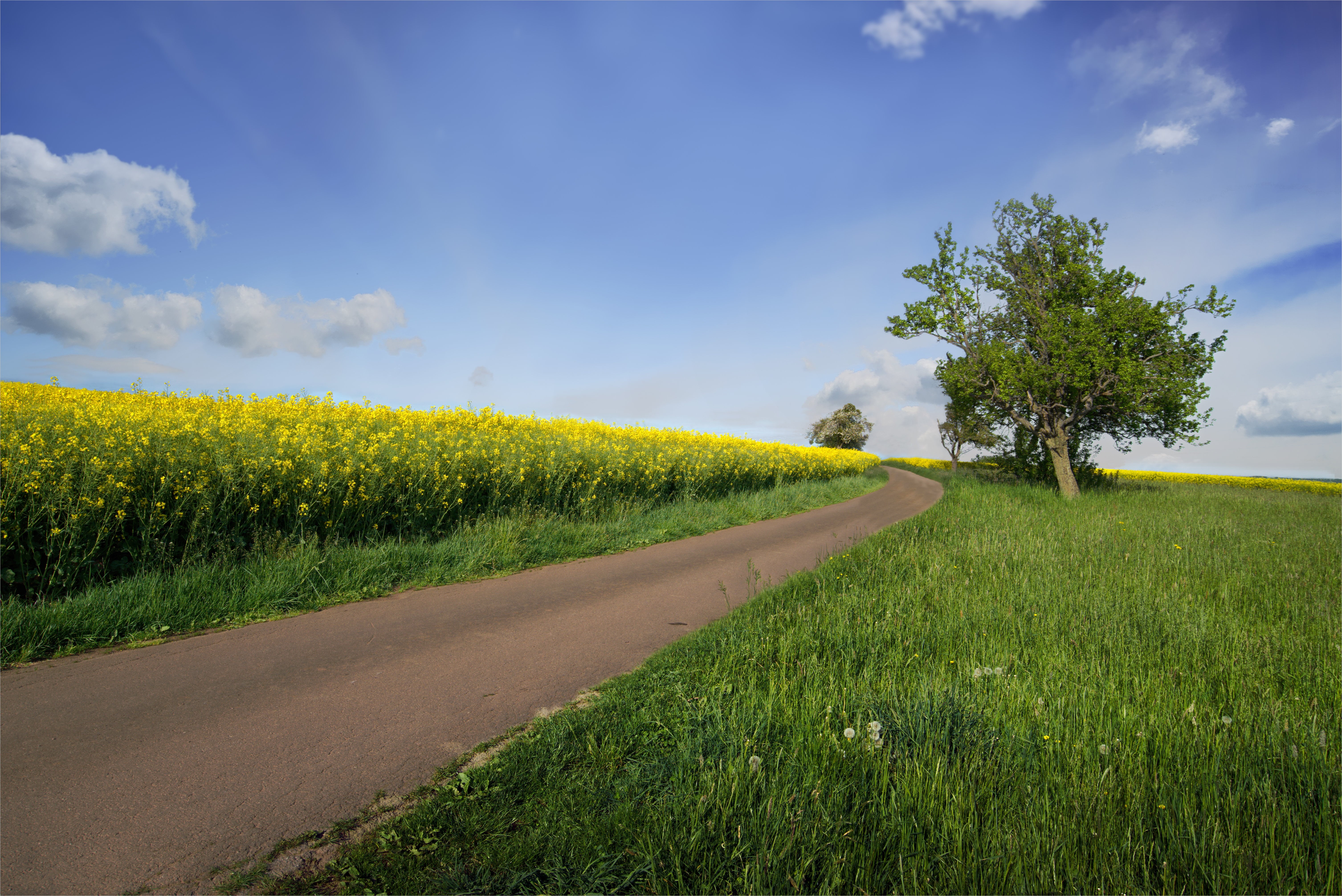 DE, blue, Wolken, Sonne, OSS, rape, tree, blau, field, meadow, Himmel, ZA, clouds, clods, outdoors, summer, fields, Sony, nature, Raps, Saarland, stratus, HD Wallpaper