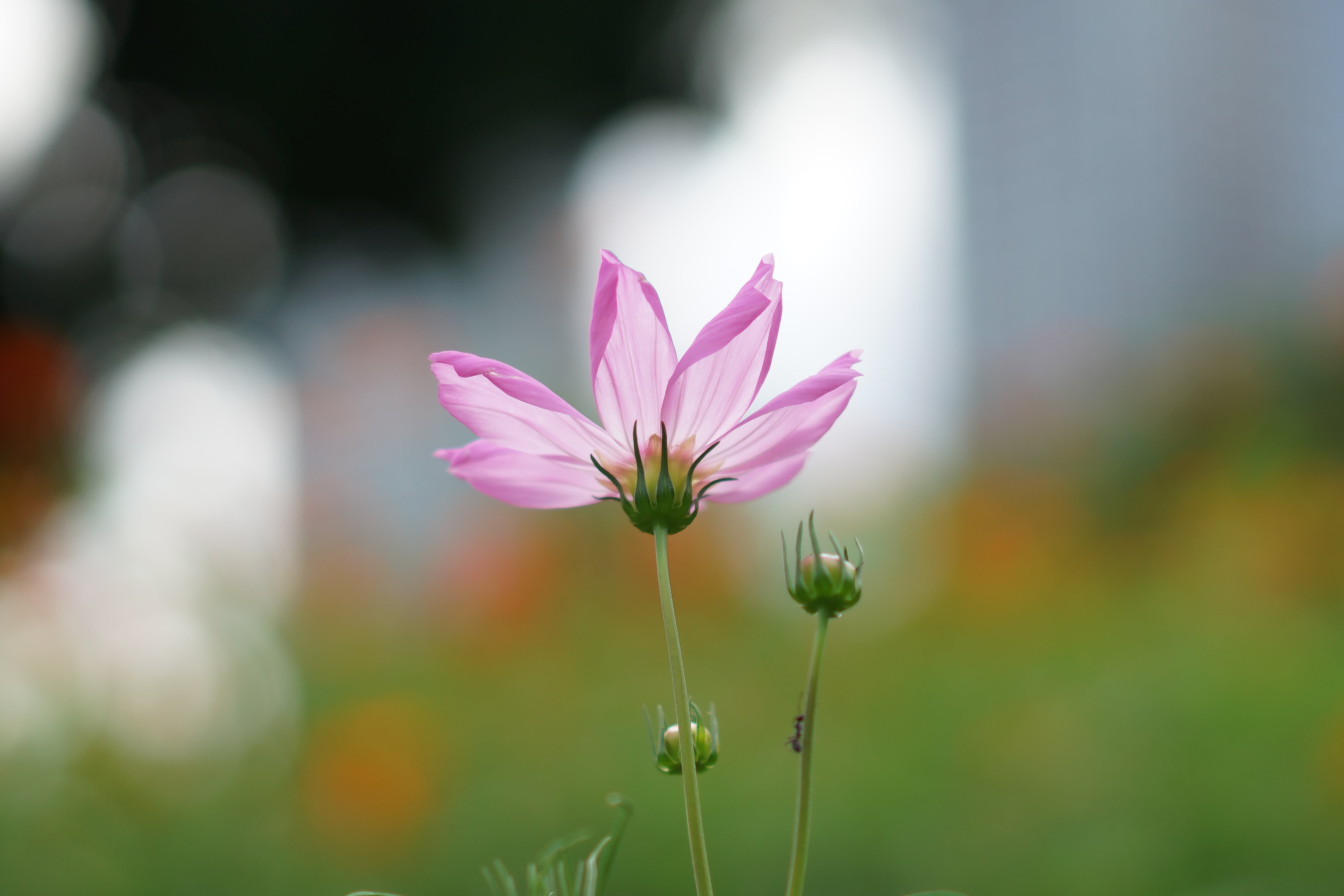 ゾナ, petal, 東京, nature, summer, zeiss, Sonnar, ソニ, petaled, alpha, 5K, α7, alpha7, outdoors, flower Head, macro photography, sony, photography, F1.8, macro, HD Wallpaper