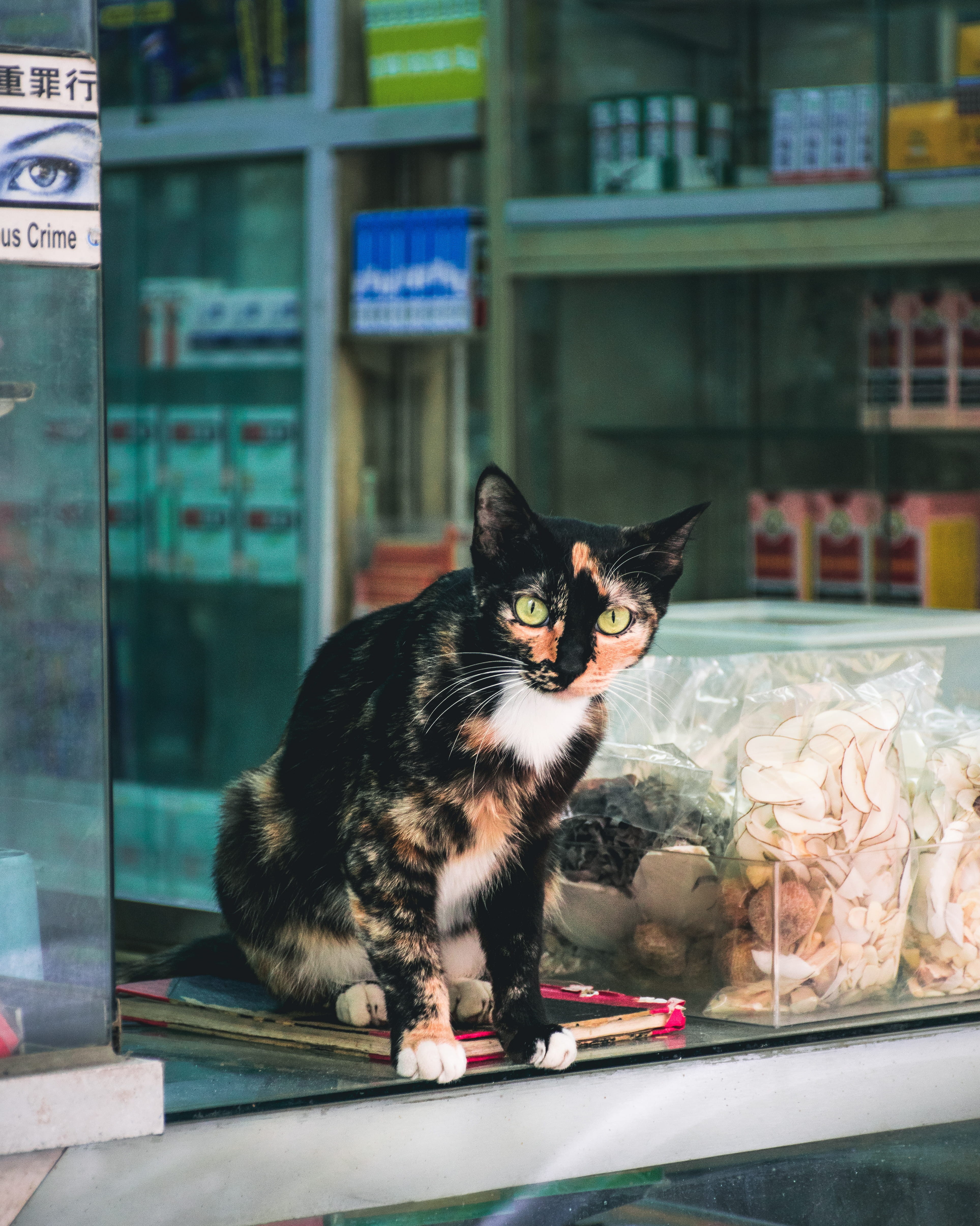 yau ma tei, domestic, one animal, mammal, sitting, vertebrate, focus on foreground, stare, transparent, no people, domestic animals, animal, hong kong, Phone HD Wallpaper