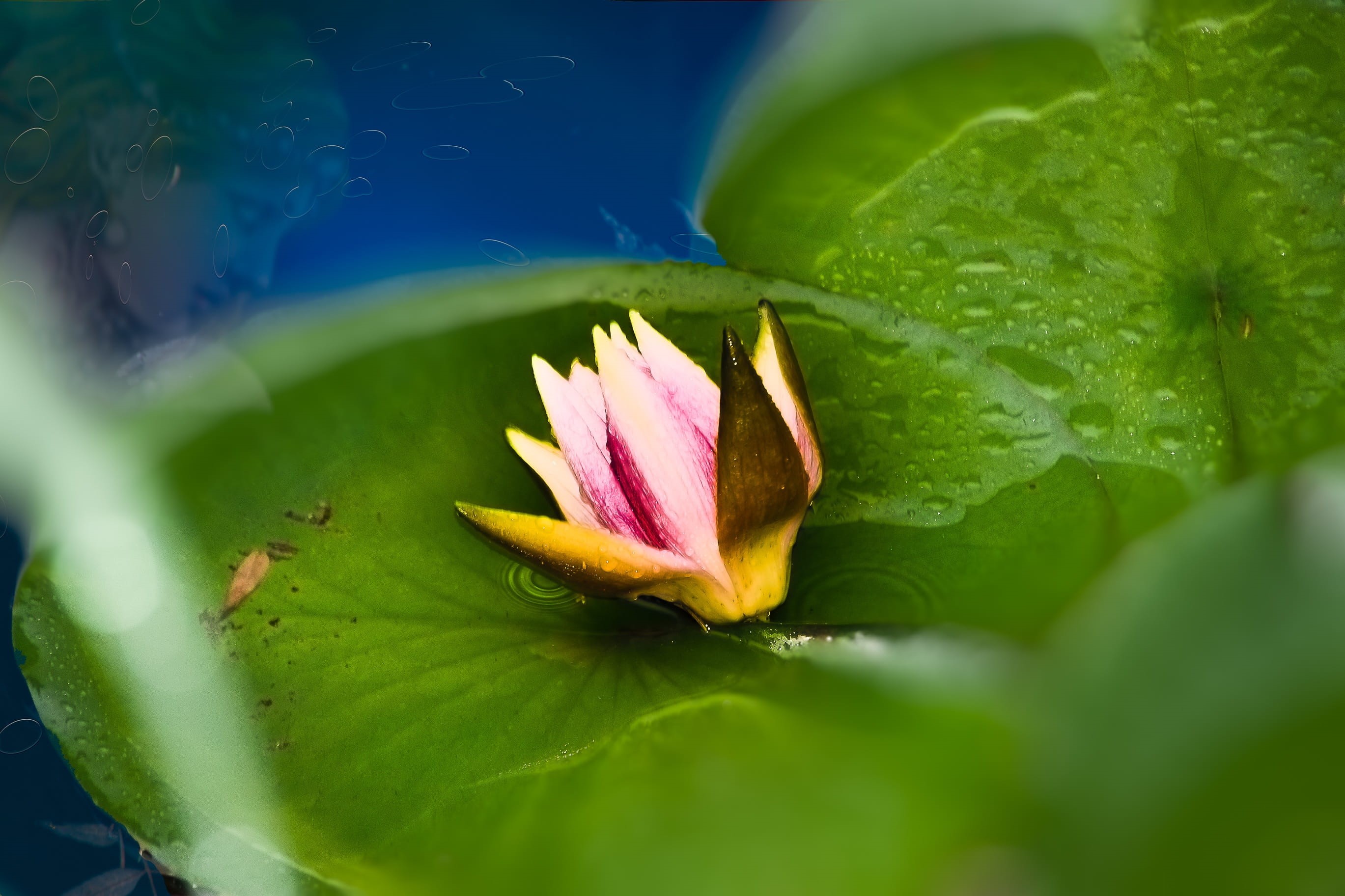 no people, aquatic plant, Flower, outdoors, garden pond, nature, water flower, water, close-up, flowering plant, plant, petal, leaf, vulnerability, beauty in nature, HD Wallpaper