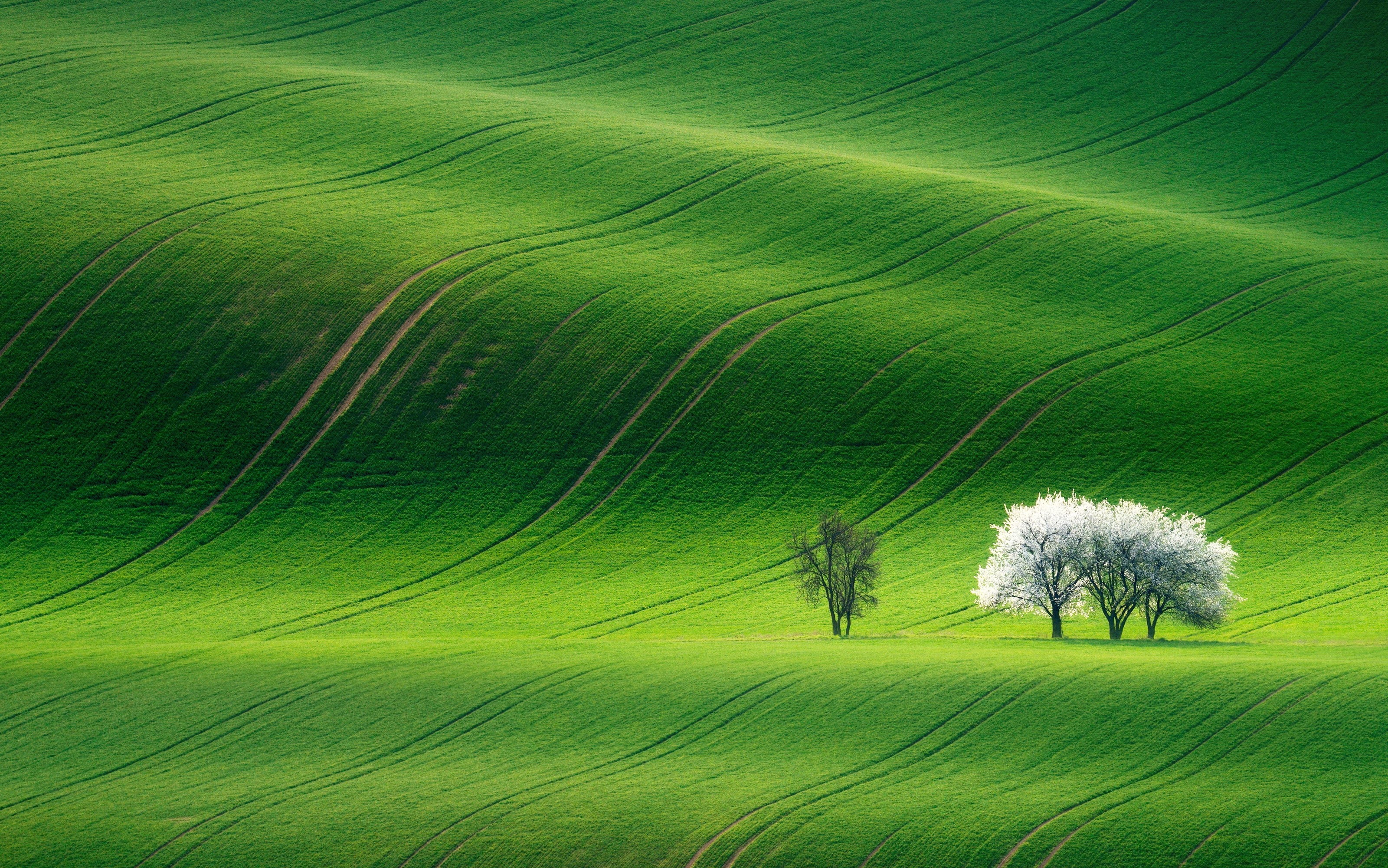8k, 2K, 4k, HD, Green Landscape, wallapers, HD Wallpaper