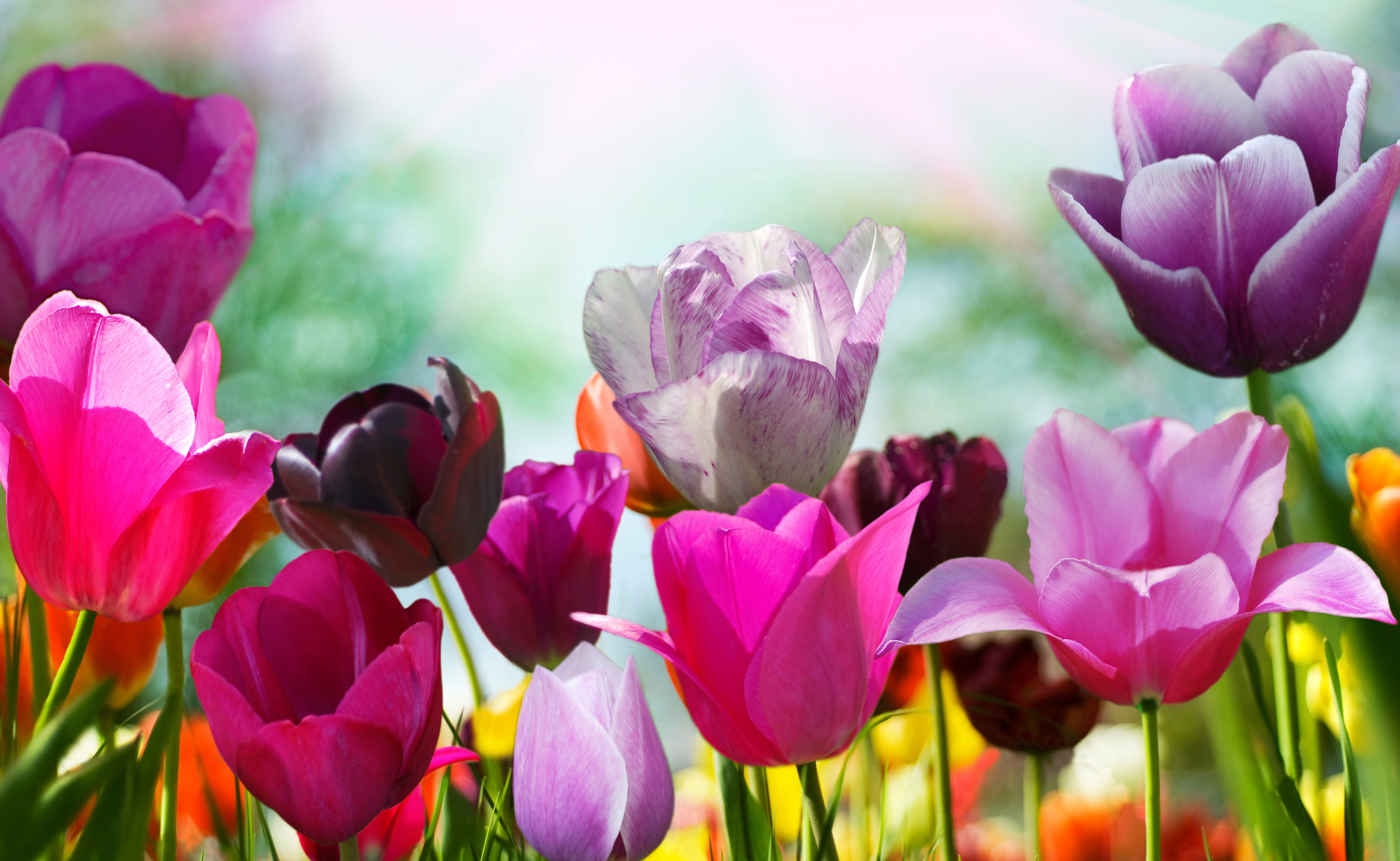 8k, HD WALLAPERS, Flowers, 4k, 5K, Tulips, HD Wallpaper