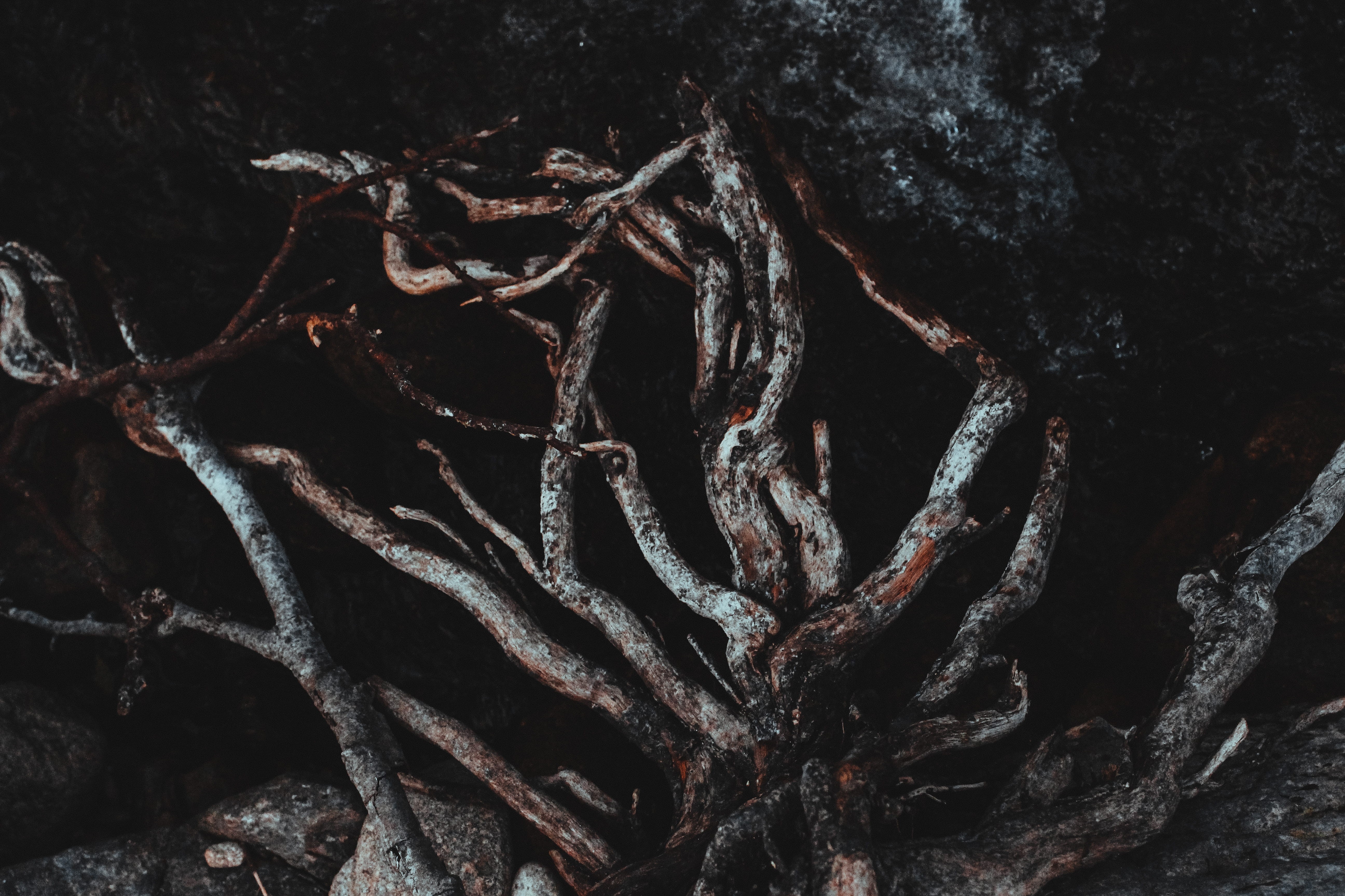 root, plant, tangled, tree trunk, full frame, close-up, rusty, tree, outdoors, day, darkness, trunk, backgrounds, growth, metal, nature, dark, wallaper, HD Wallpaper