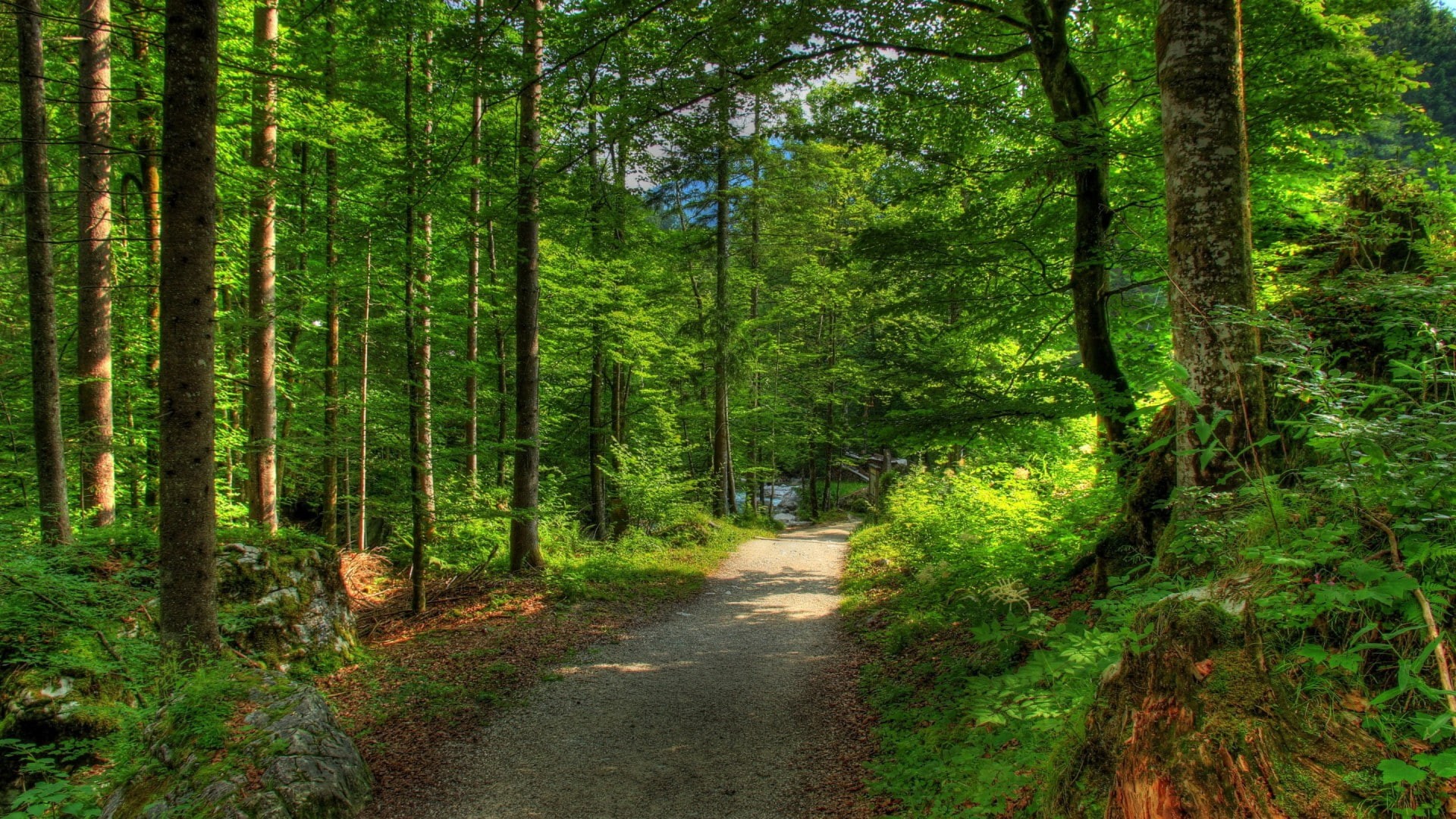 path, tree, 1080P, Forest, nature, 1920x1080, hd nature wallapers, HD Wallpaper