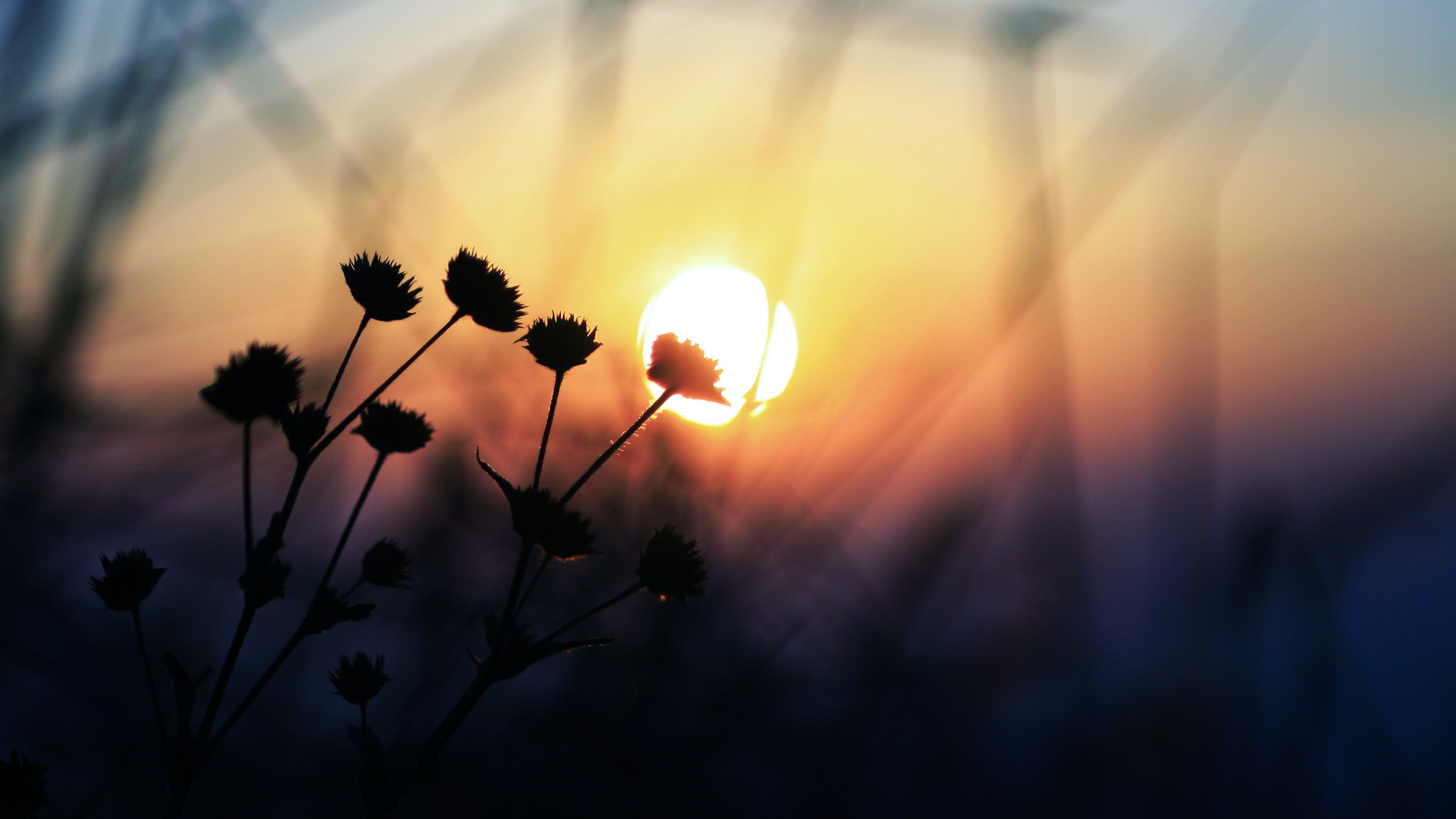 national, Dawn, licht, canon  30D, flora, cinematic, plants, photo, sunset, colours, silhouette, hiking, harmony, sunlight, landscape, art, day, outdoors, HD Wallpaper