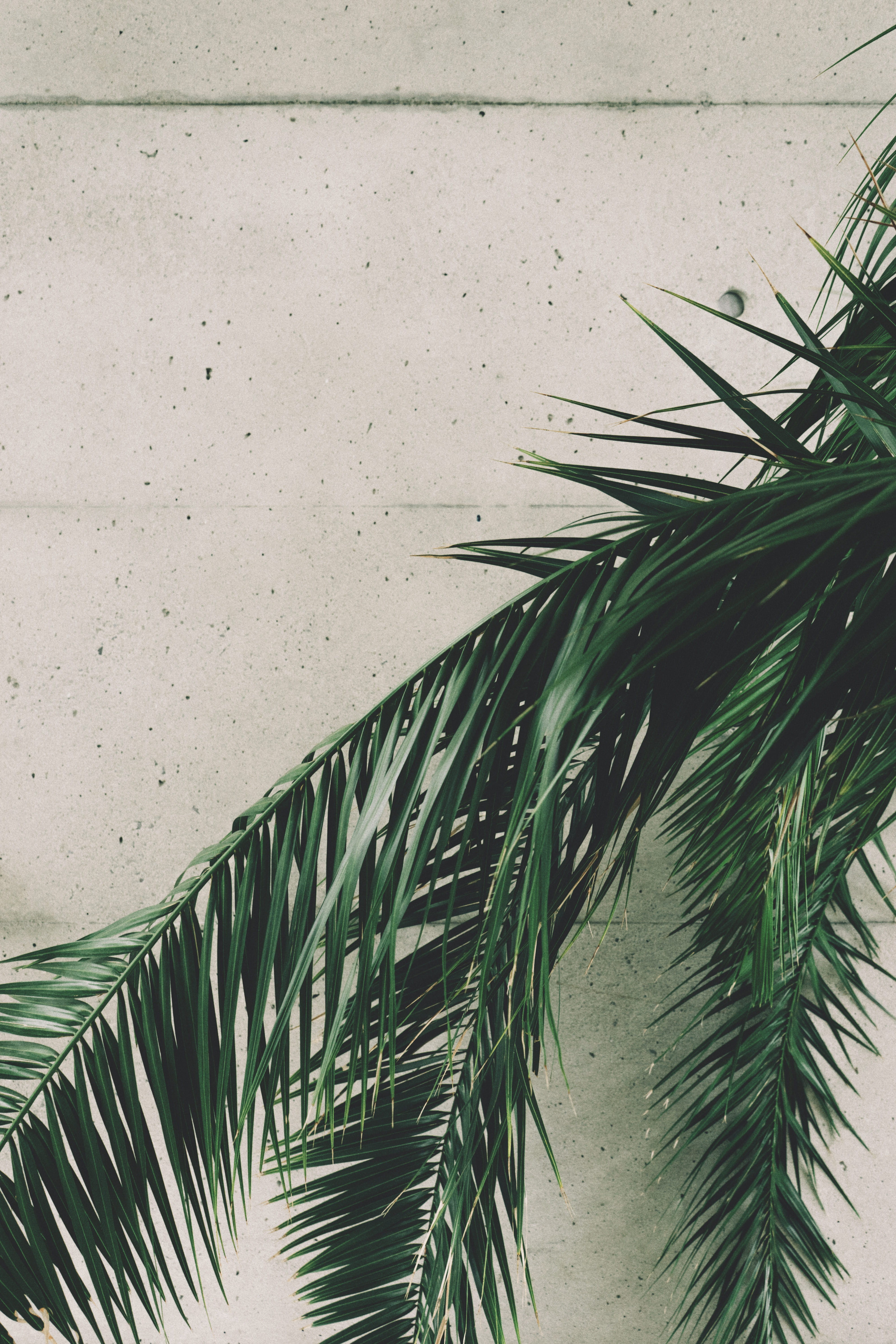 phone backgrounds, iphone, plant, architecture, arecaceae, royal botanical gardens, beauty in nature, focus on foreground, wall - building feature, Phone HD Wallpaper