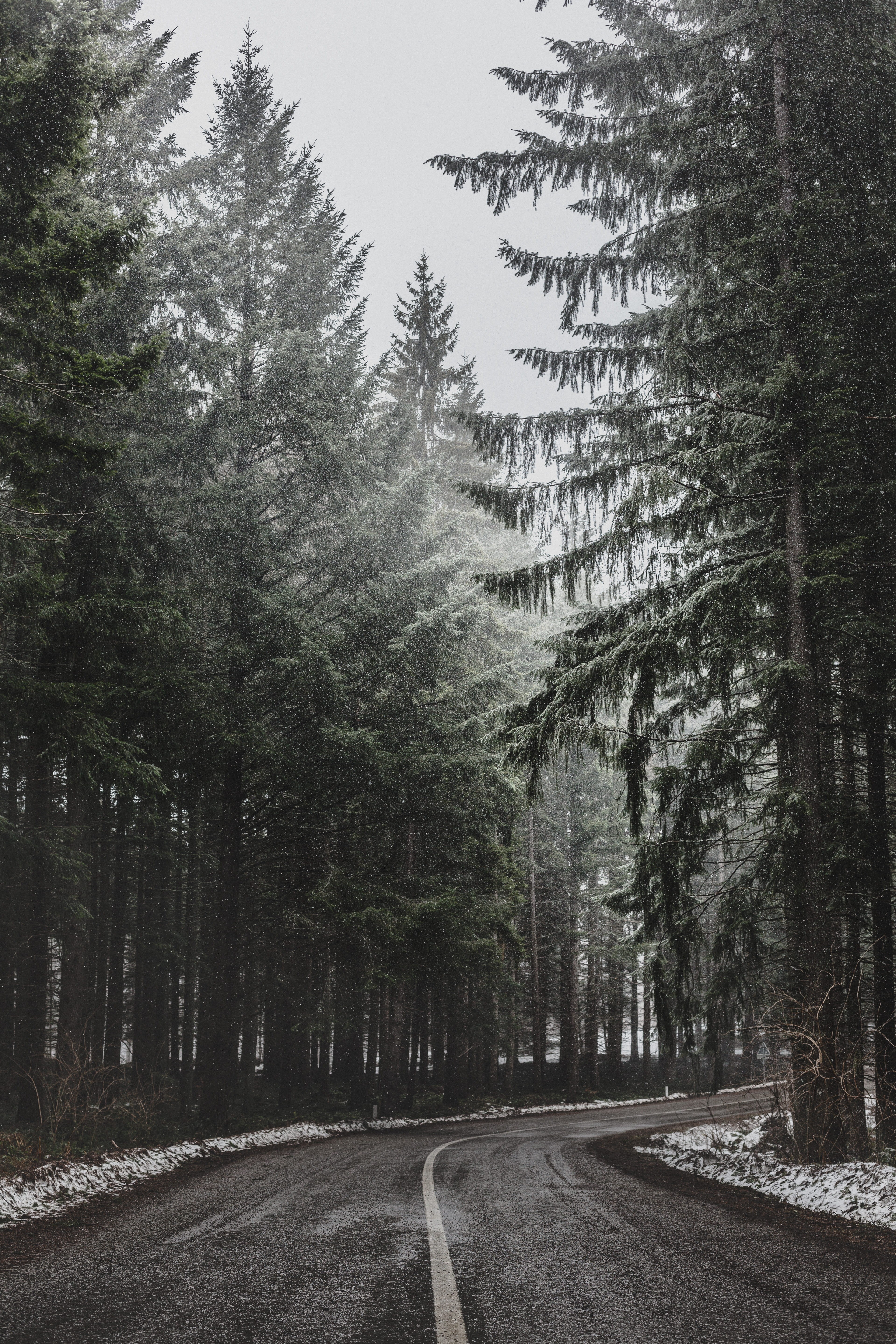 curve, gray, bend, winter, day, pine tree, asphalt, lane, road, forest, tranquility, nature, direction, treelined, fog, snow, no people, beside, Phone HD Wallpaper