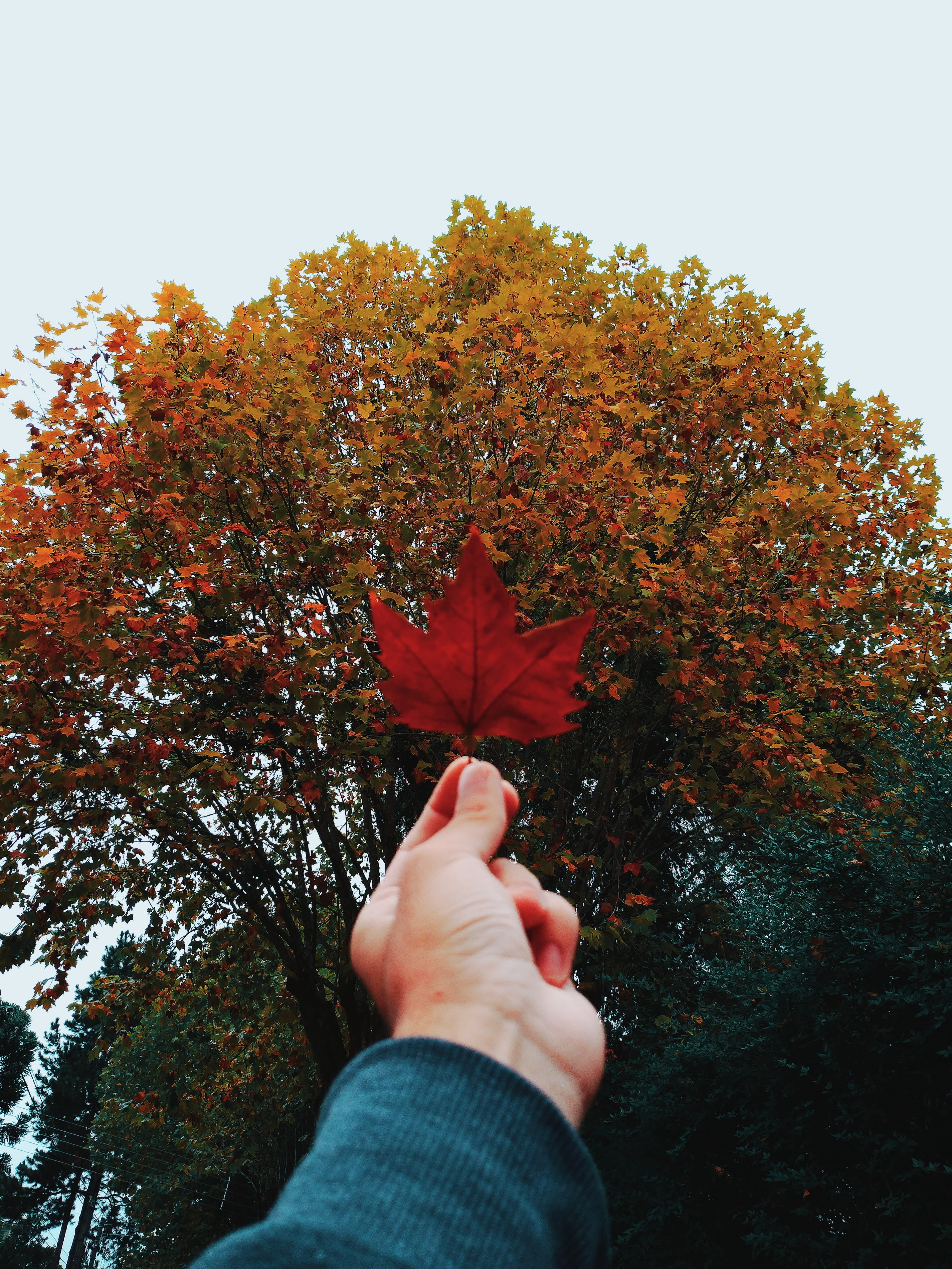 one person, autumn collection, hand, holding,, human hand, autumn, human body part, person, park, girl, body part, tree, outdoors, red, Phone HD Wallpaper