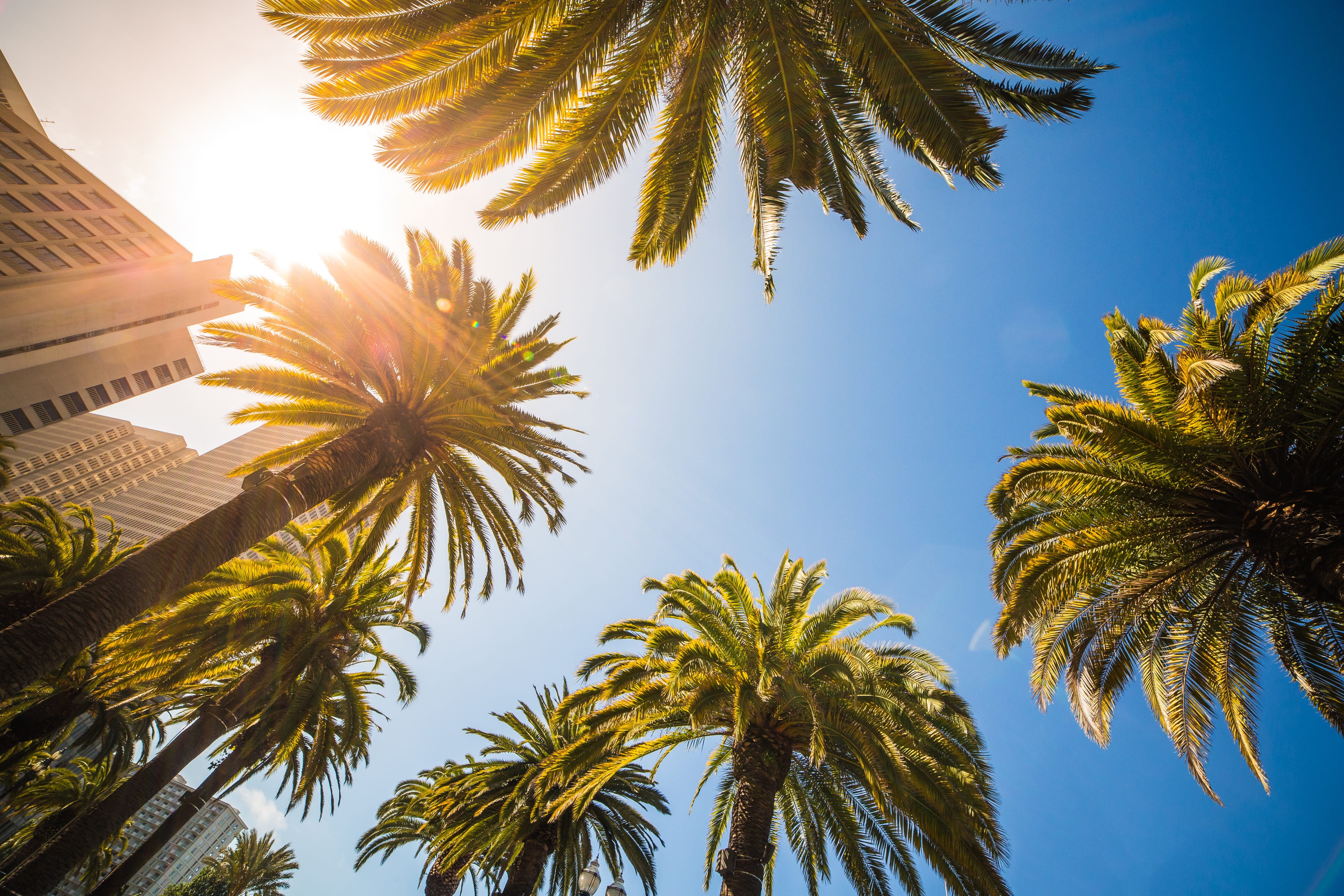 directly below, no people, tree, plant, palm tree, clear sky, skycraper, outdoors, tropical climate, sunlight, bottom, sky, beauty in nature, beach, lens flare, HD Wallpaper