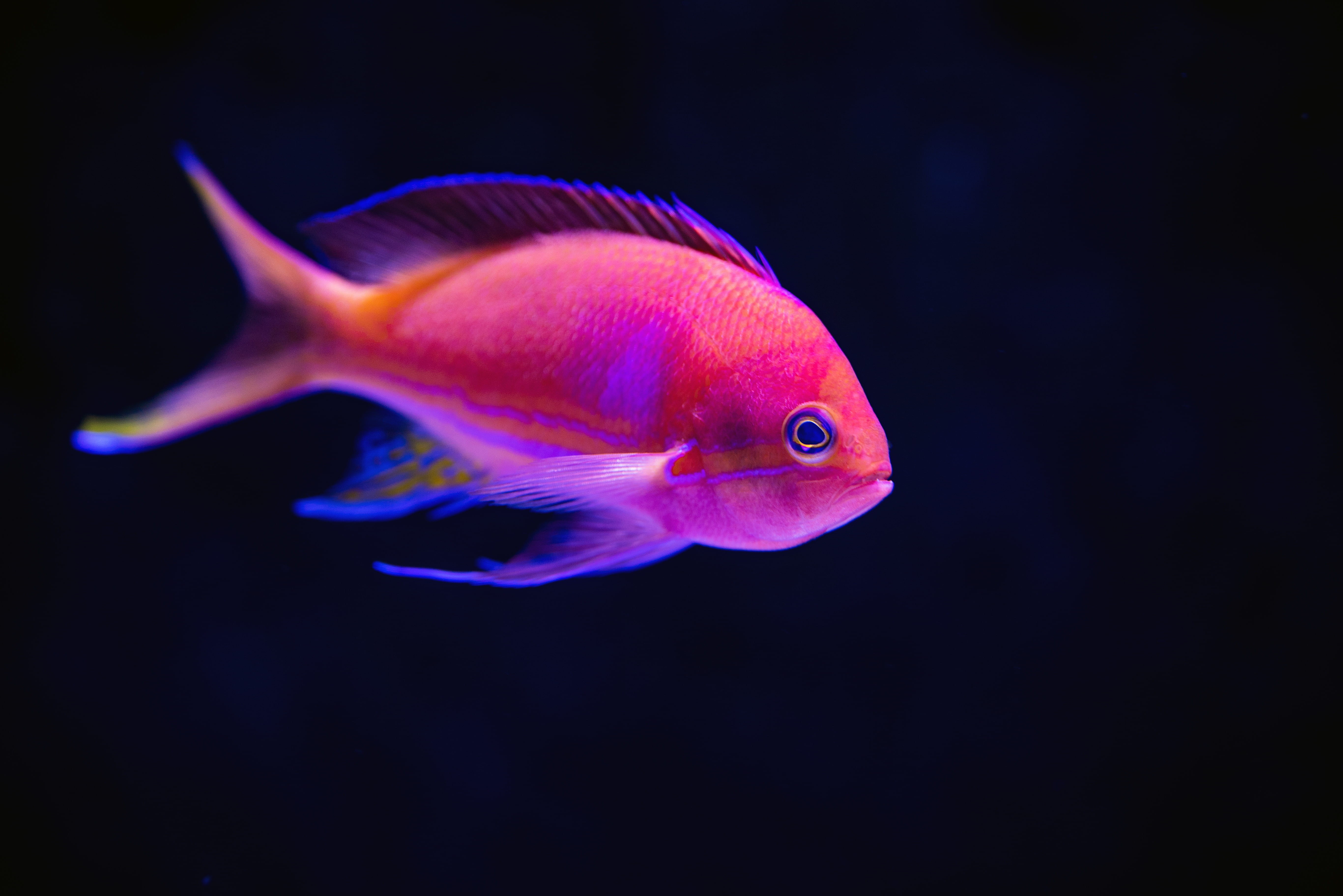 animals in captivity, tropical fish, underwater, animal wildlife, animals in the wild, vertebrate, profile view, marine, close, animal, black background, HD Wallpaper