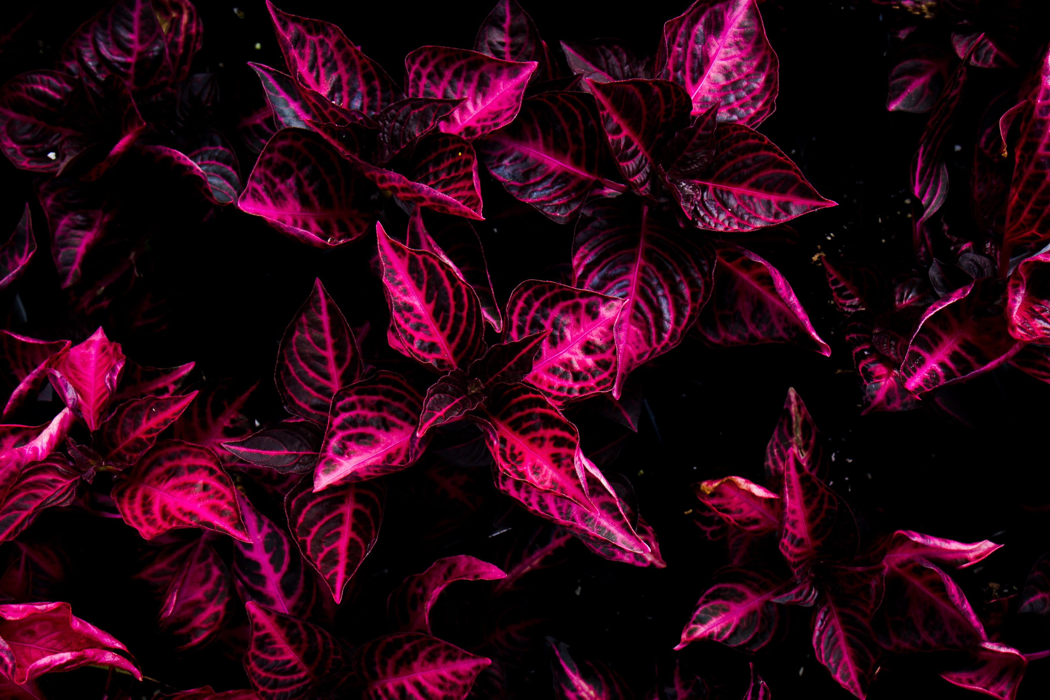 katherine chase, nature, maine, plant, plant part, black background, magentum, full frame, backgrounds, pink, plants, studio shot, flower garden, close-up, HD Wallpaper