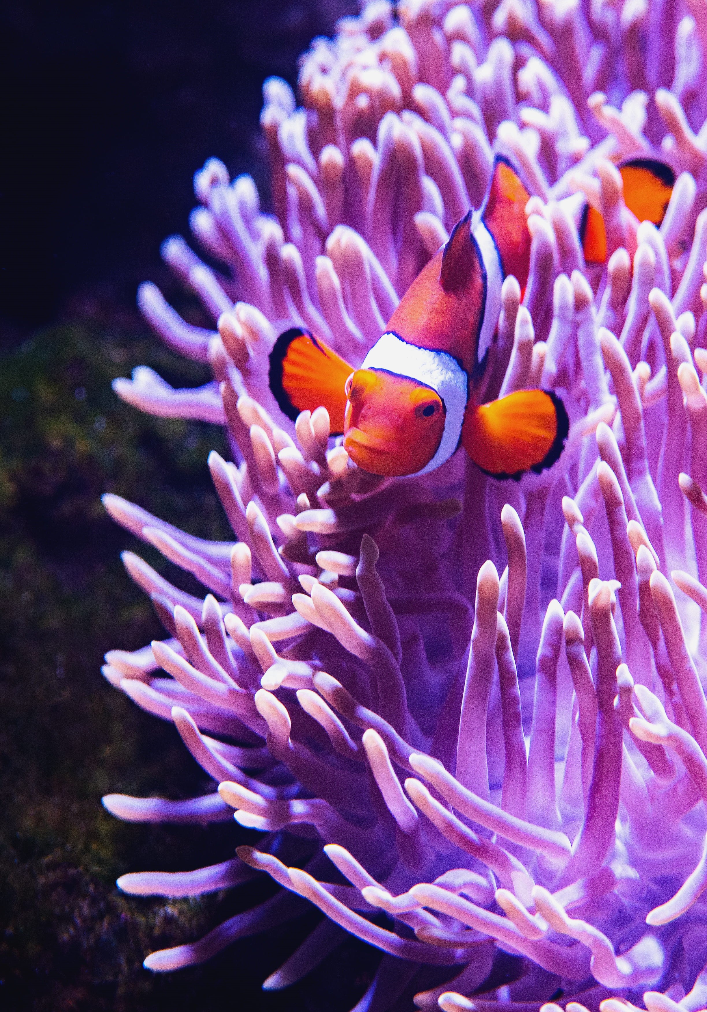 outdoors, water, marine, clown fish, vertebrate, fish, orange, purple, anemone fish, sea, animal wildlife, invertebrate, coral, white, close, beauty in nature, Phone HD Wallpaper