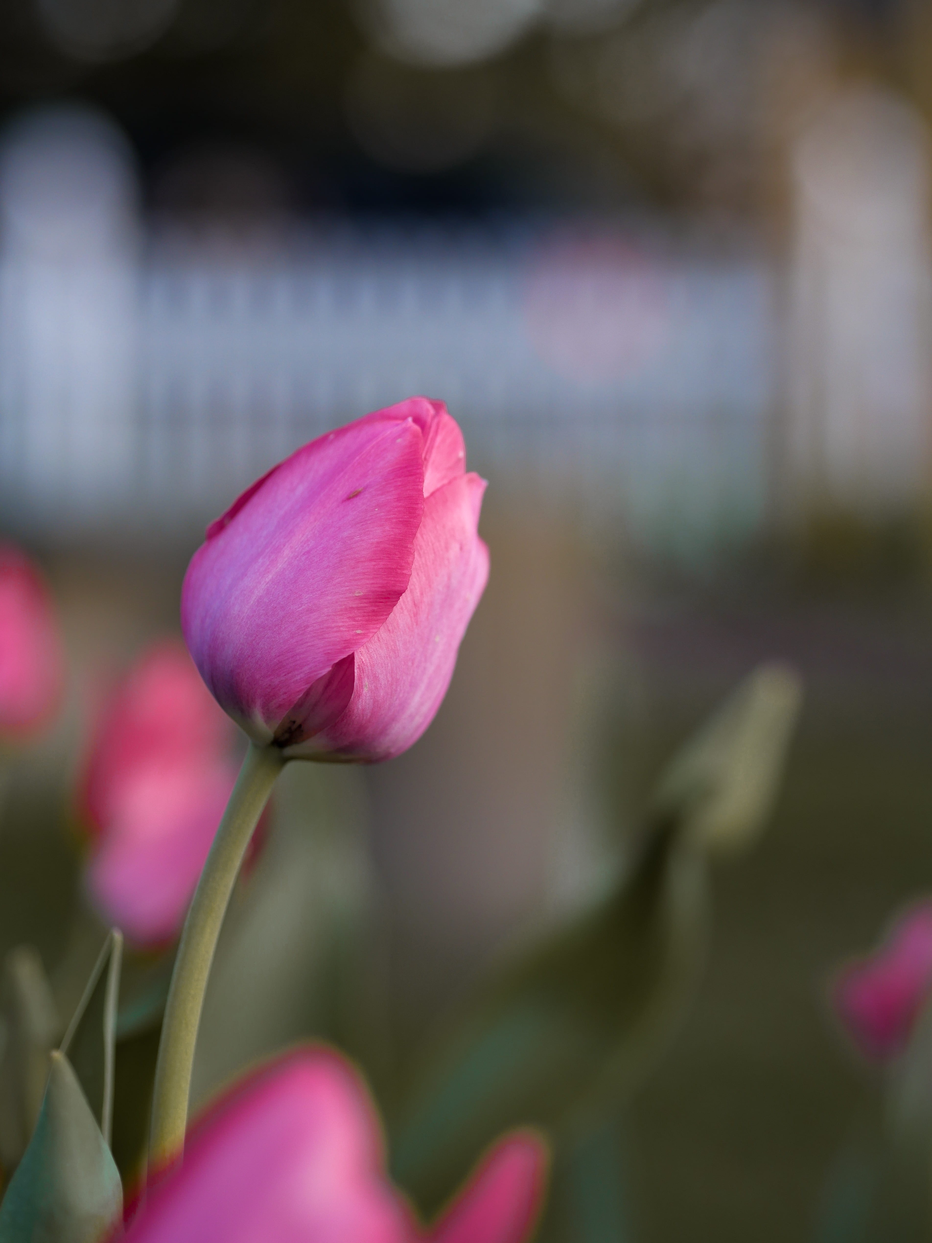 white fence, plant stem, day, spring, fence, focus, suburban, inflorescence, vulnerability, close-up, close up, pink color, magentum, lens, gate, mothers day, Phone HD Wallpaper