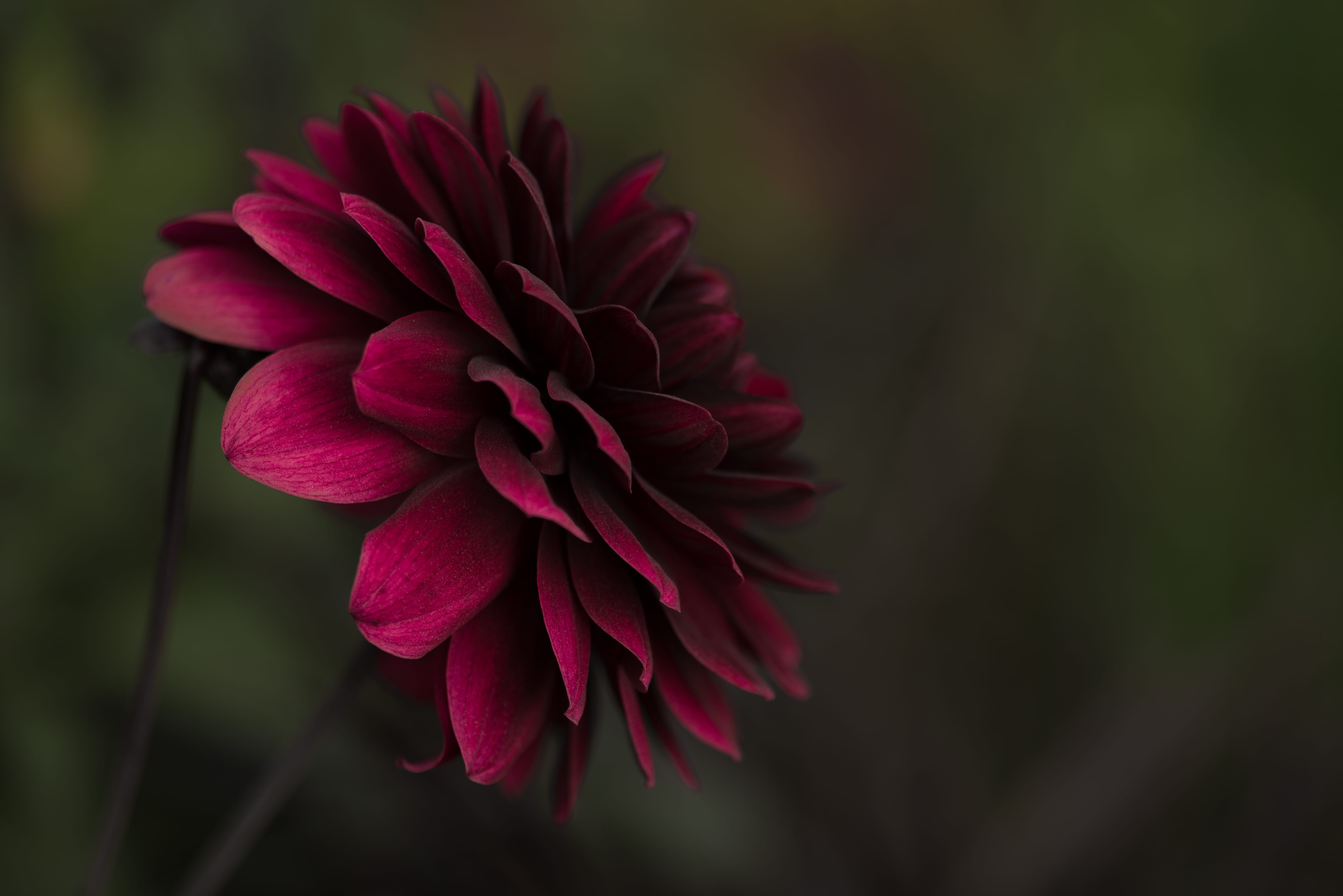 5K, pflanze, day, purple, shallow, growth, petaled, no people, fragility, nature, flower, maroon, flowering plant, rot, magentum, beauty in nature, floral, HD Wallpaper