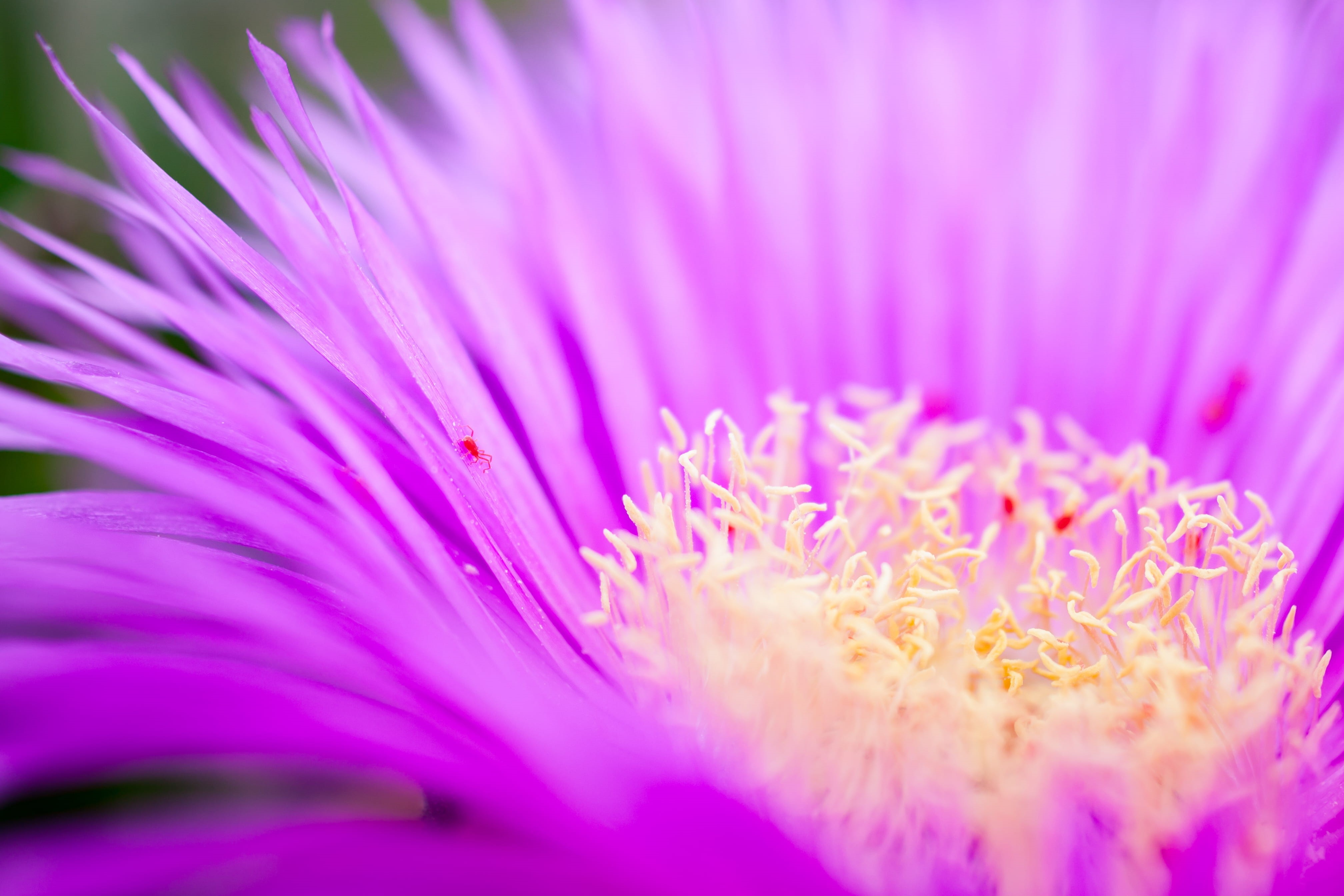 fragility, magentum, freshness, nature, flowers, pink, growth, macro, purple, orange color, flower head, beauty in nature, flowering plant, petal, red, HD Wallpaper