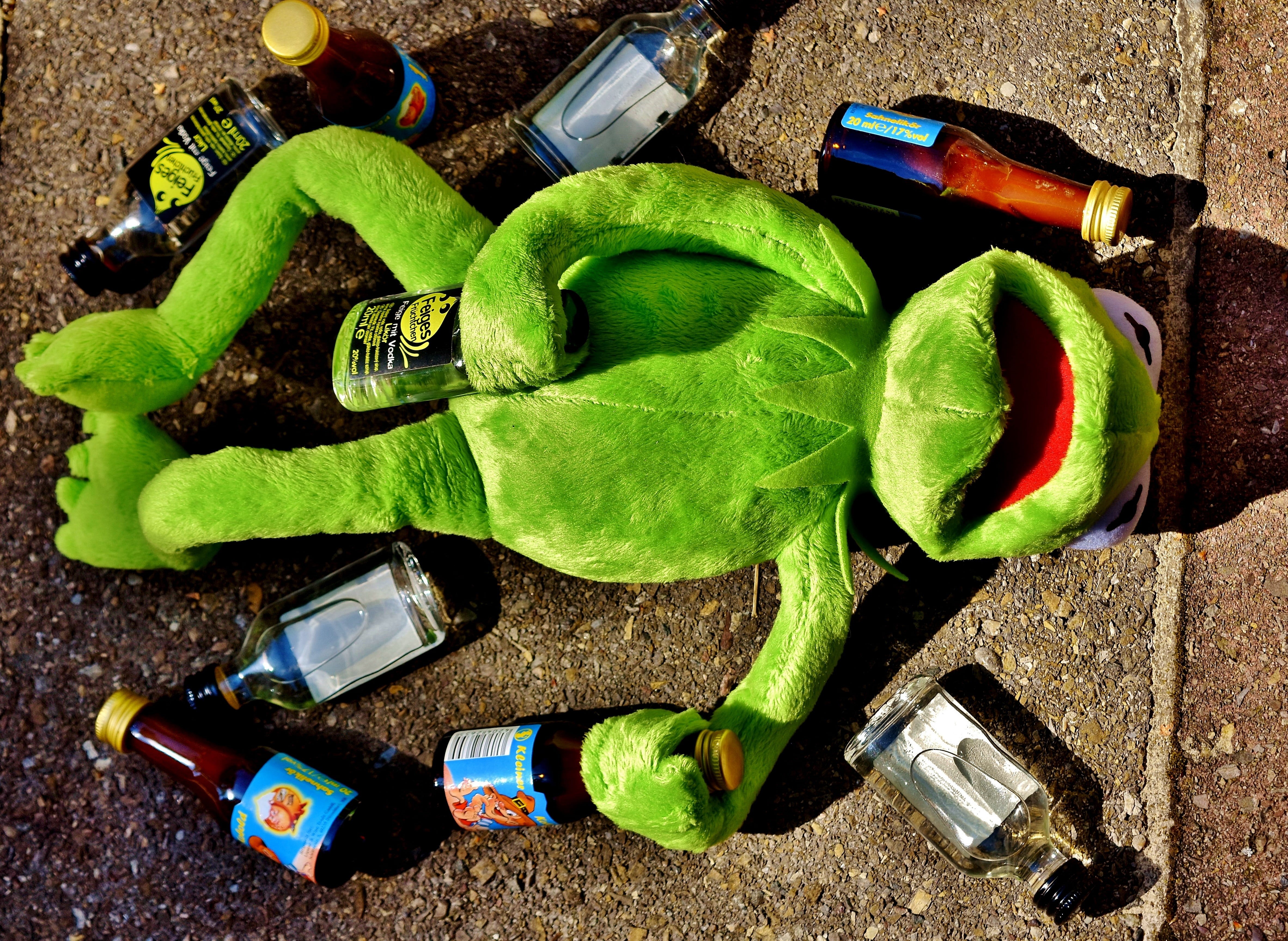 day, container, kermit, metal, animal, still life, beer bottle, funny, close-up, frog, alcohol, sit, 4K, drink, nature, drunk, directly above, figure, HD Wallpaper