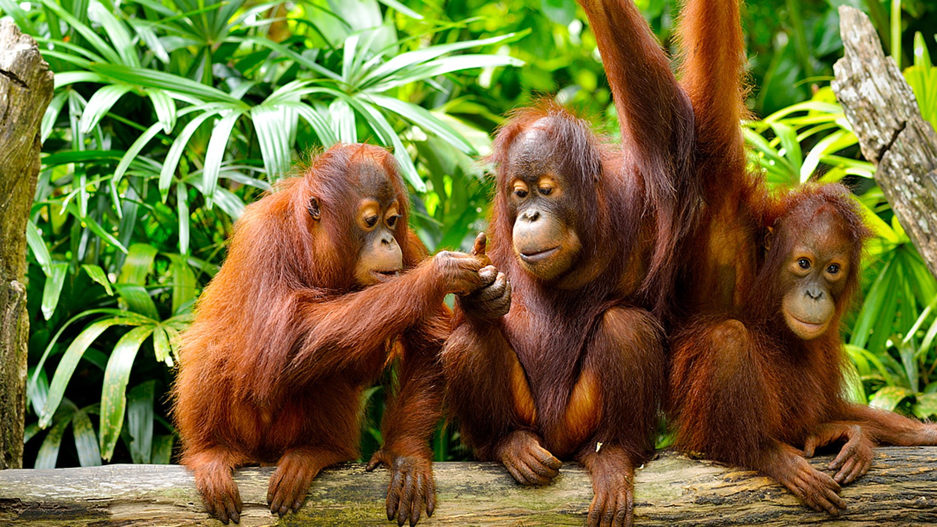 borneo, family, malaysia, hd, orangutans, cute, jungle, island, 1080P, HD Wallpaper