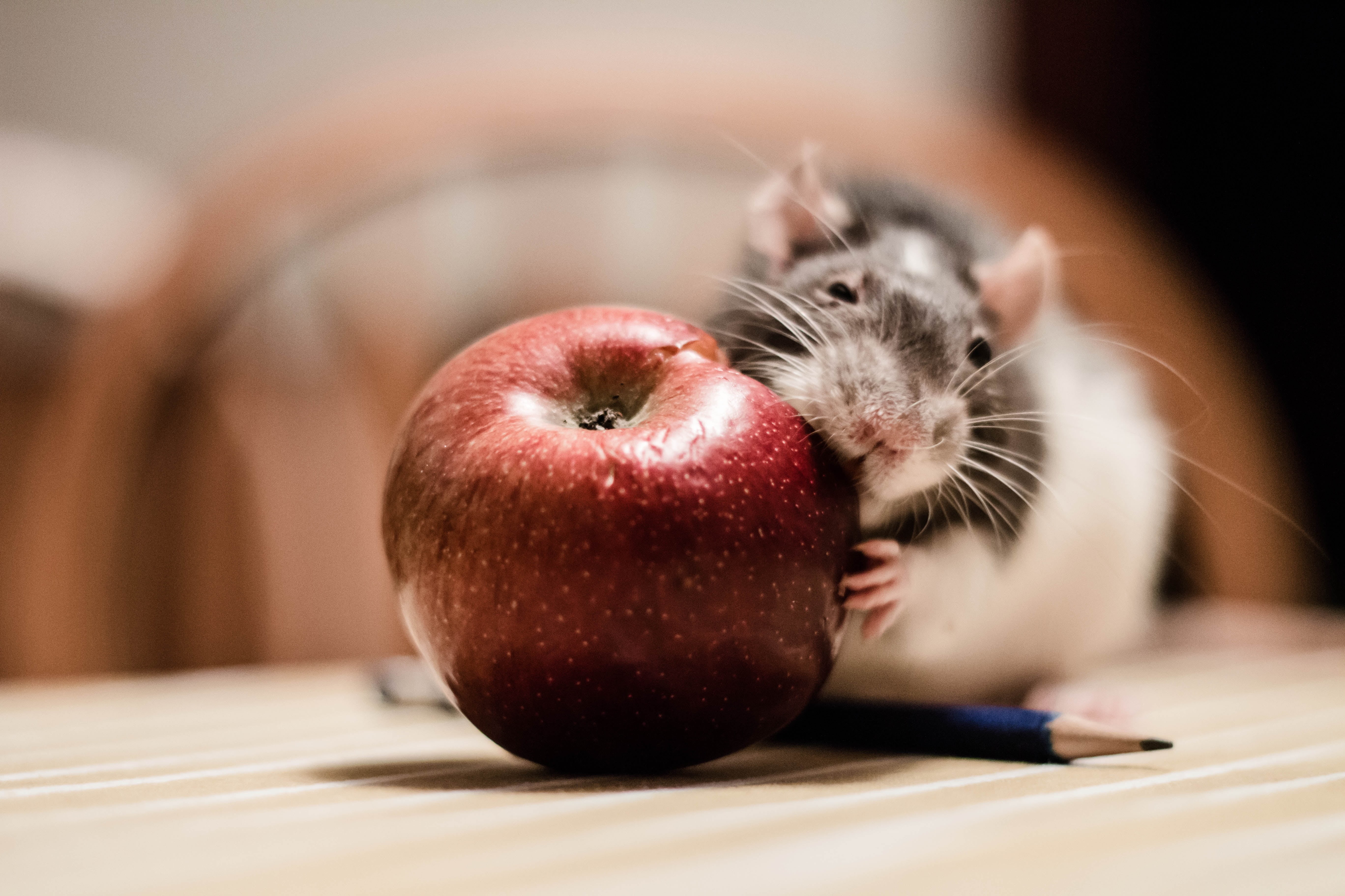 Rat, pets, holding, apple, black, whisker, rodent, black and white, animal, white, 5K, cute, mammal, HD Wallpaper