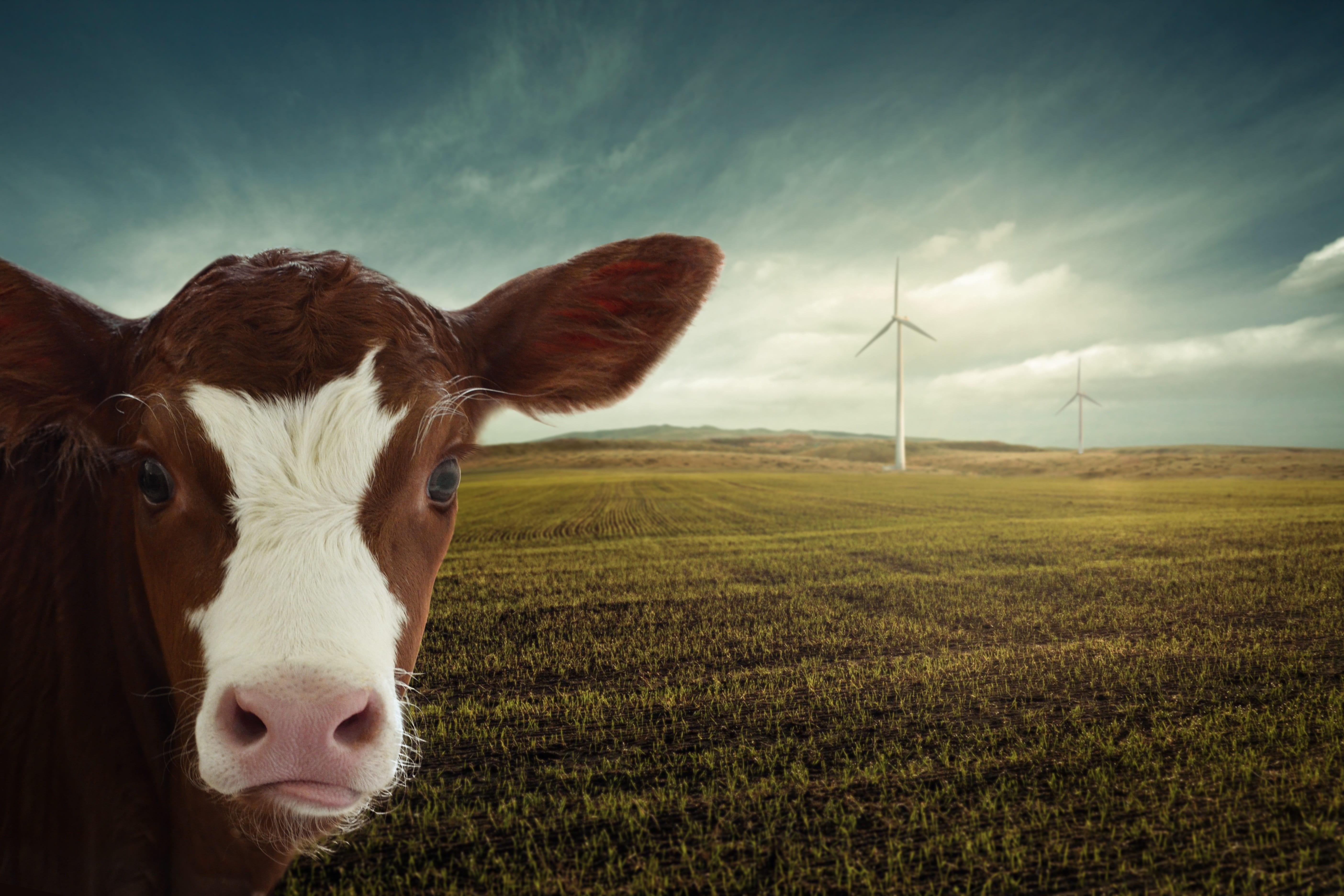 animal welfare, outdoors, calf, windräder, livestock, environmental conservation, vegan, domestic animals, responsibility, pets, turbine, current, resources, HD Wallpaper