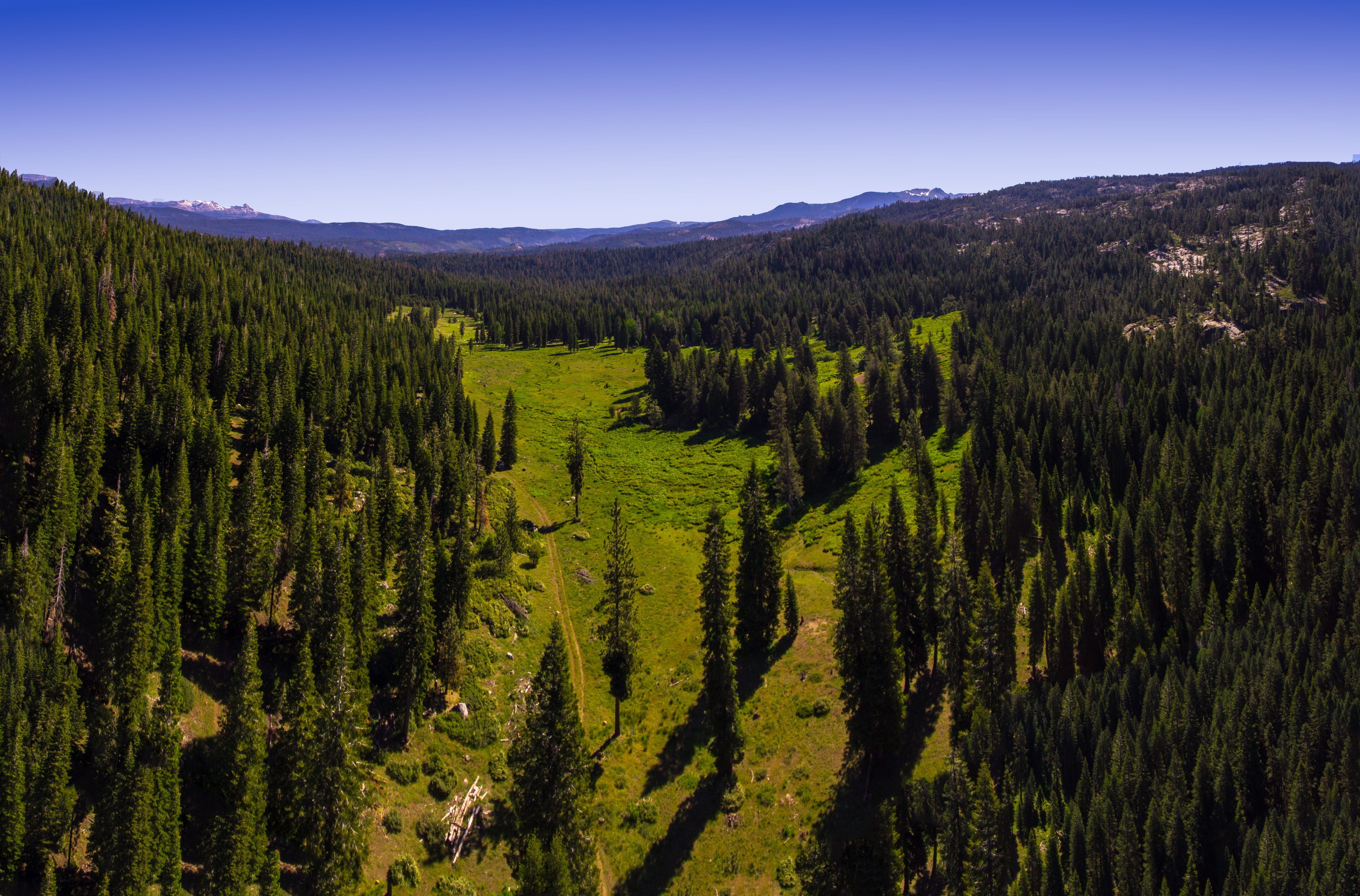 wild, pine woodland, usa, trail, green, national, green color, high, nature, valley, water, beauty in nature, park, scenic, muir, climate, environment, HD Wallpaper