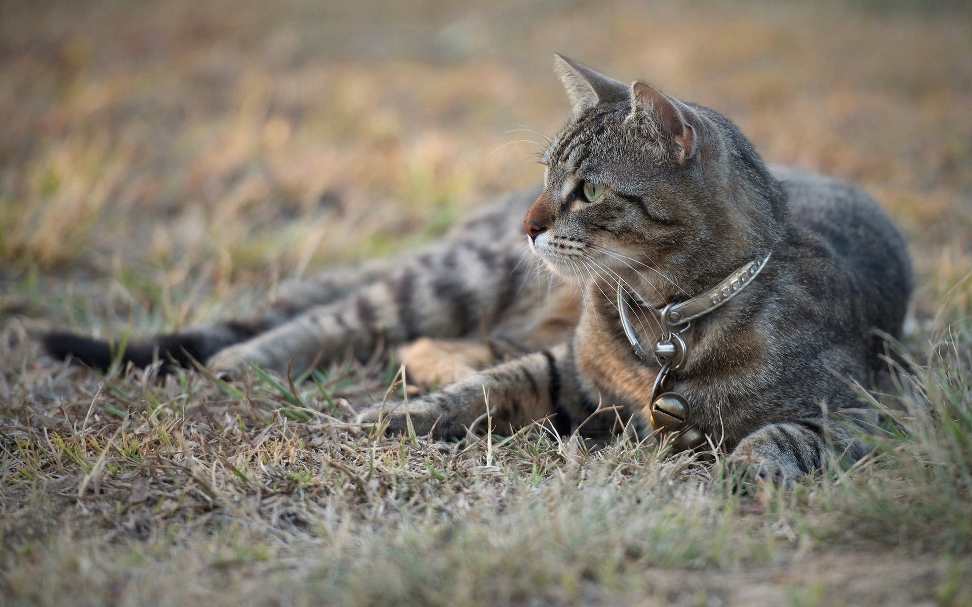 vertebrate, animal, nature, cat, grass, animal themes, 1080P, land, whisker, pet, day, mammal, pets, domestic cat, feline, outdoors, no people, domestic, HD Wallpaper