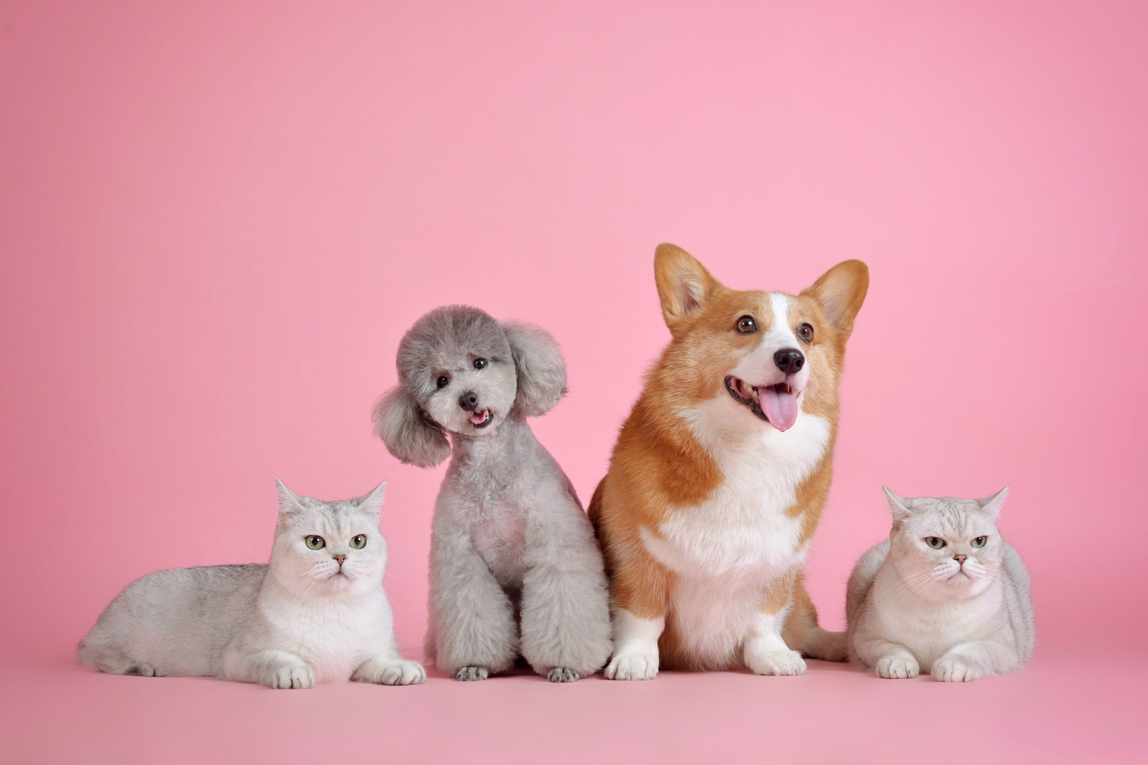 indoors, 4K, sitting, cat, chihuahua - dog, no people, animal family, young animal, looking at camera, colored background, mammal, studio shot, domestic, HD Wallpaper