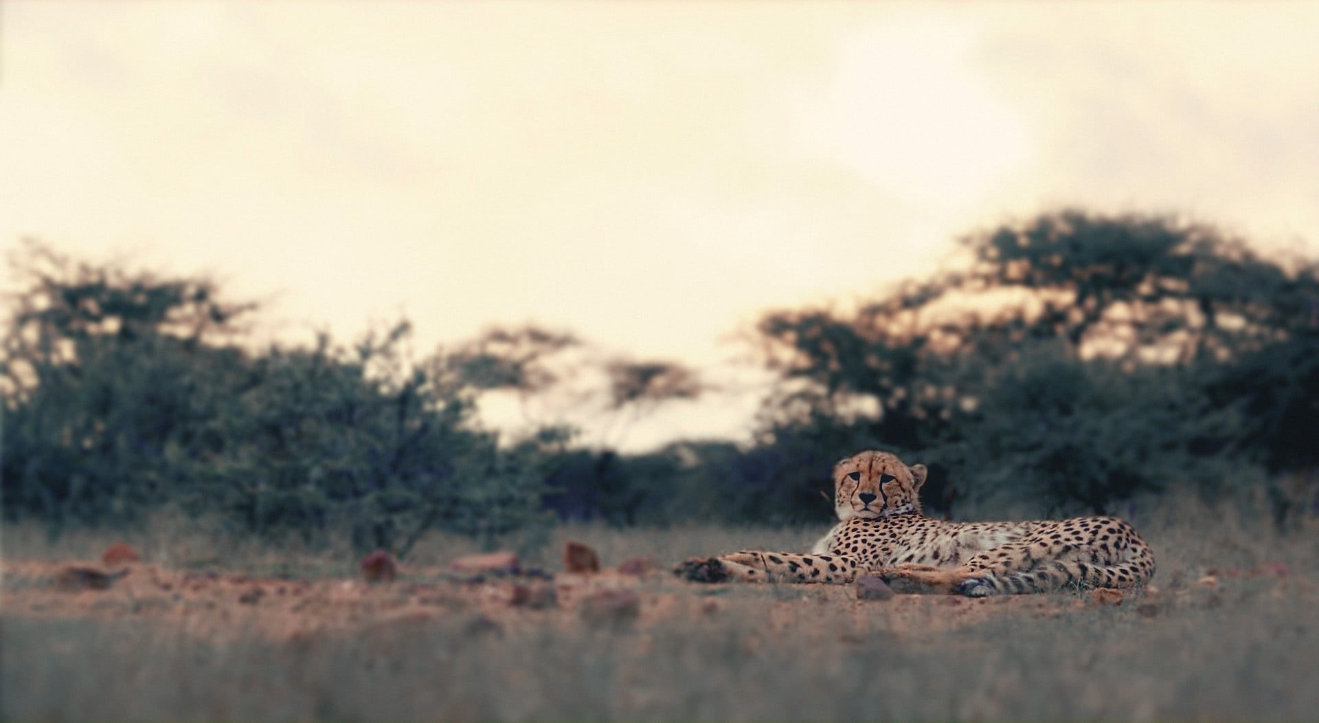 brwon, 1080P, nature, leopard (animal), leopard, big cat, no people, animal, relaxation, landscape, mammal, animal wildlife, big cats, outdoors, safari, HD Wallpaper