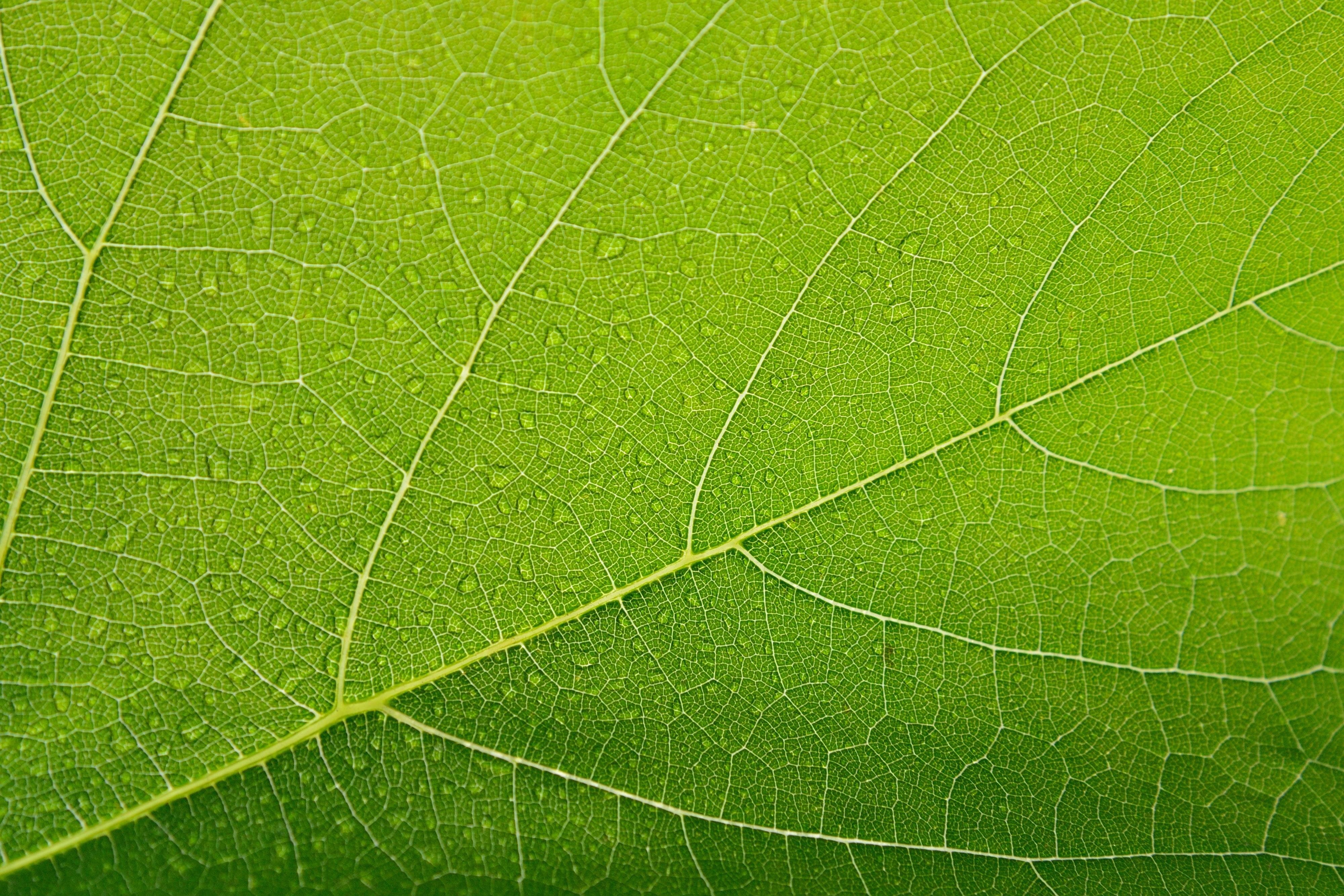 background, vulnerability, beauty in nature, backgrounds, plant part, leaf vein, textured, 4K, botany, green color, day, nature, growth, outdoors, closeup, HD Wallpaper