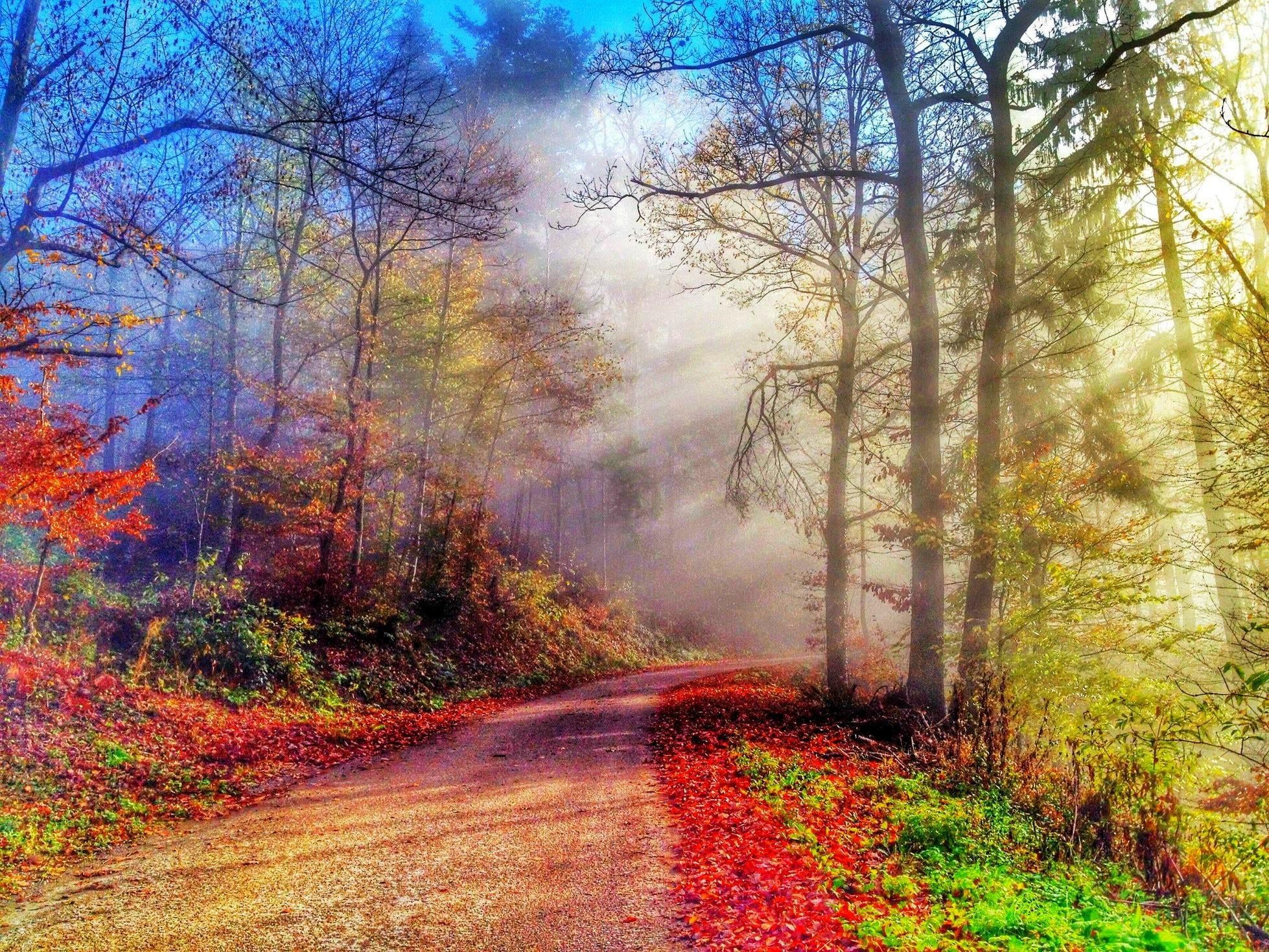 walk, scenics - nature, landscape, day, land, no people, direction, transportation, trees, fall, colors, woodland, autumn collection, change, pathway, nature, HD Wallpaper