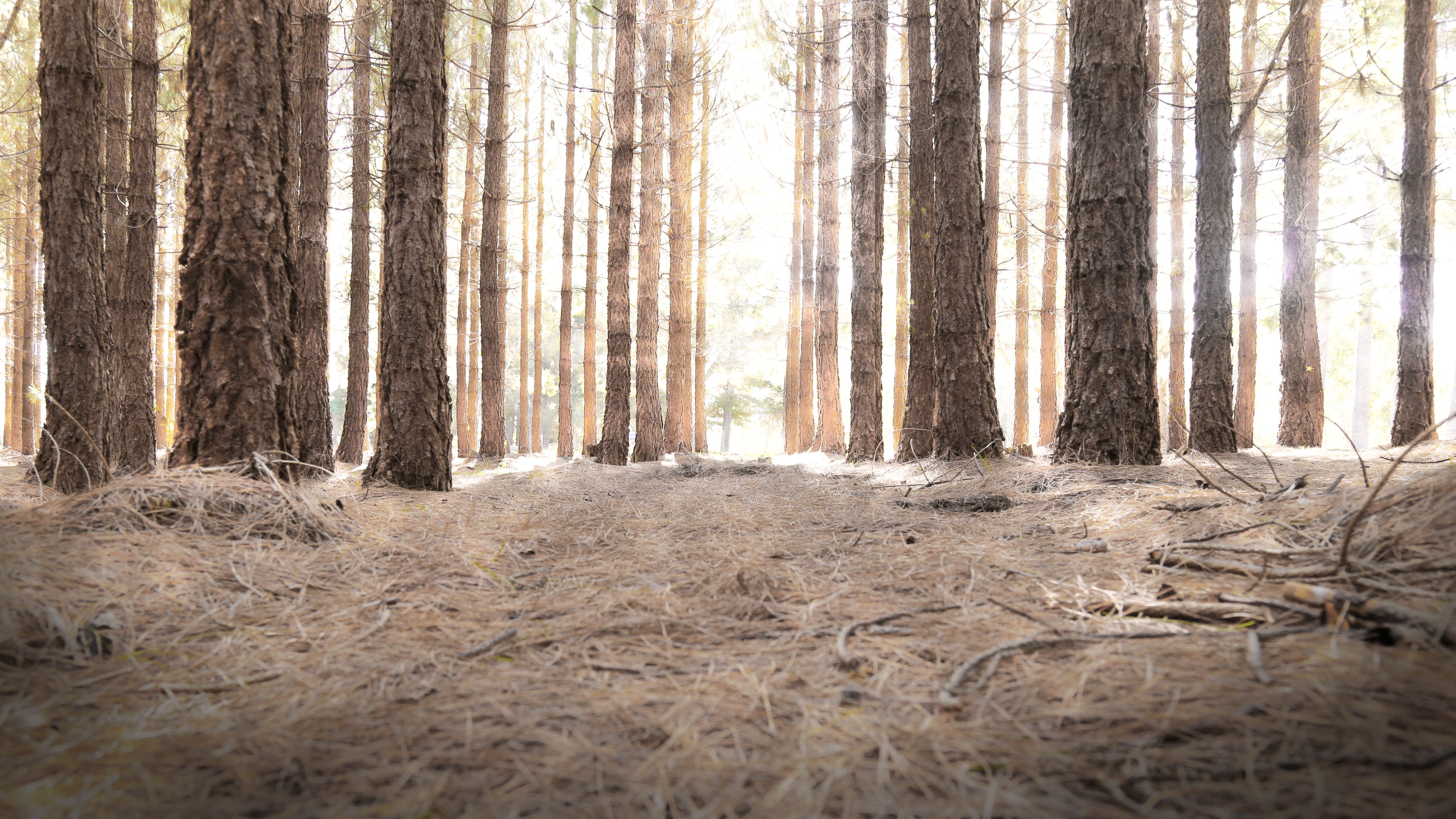 foggy, landscape, scenics - nature, no people, wilderness, spooky, trees, woods, beauty in nature, rain, growth, shadow, environment, sun, camp, tranquility, HD Wallpaper