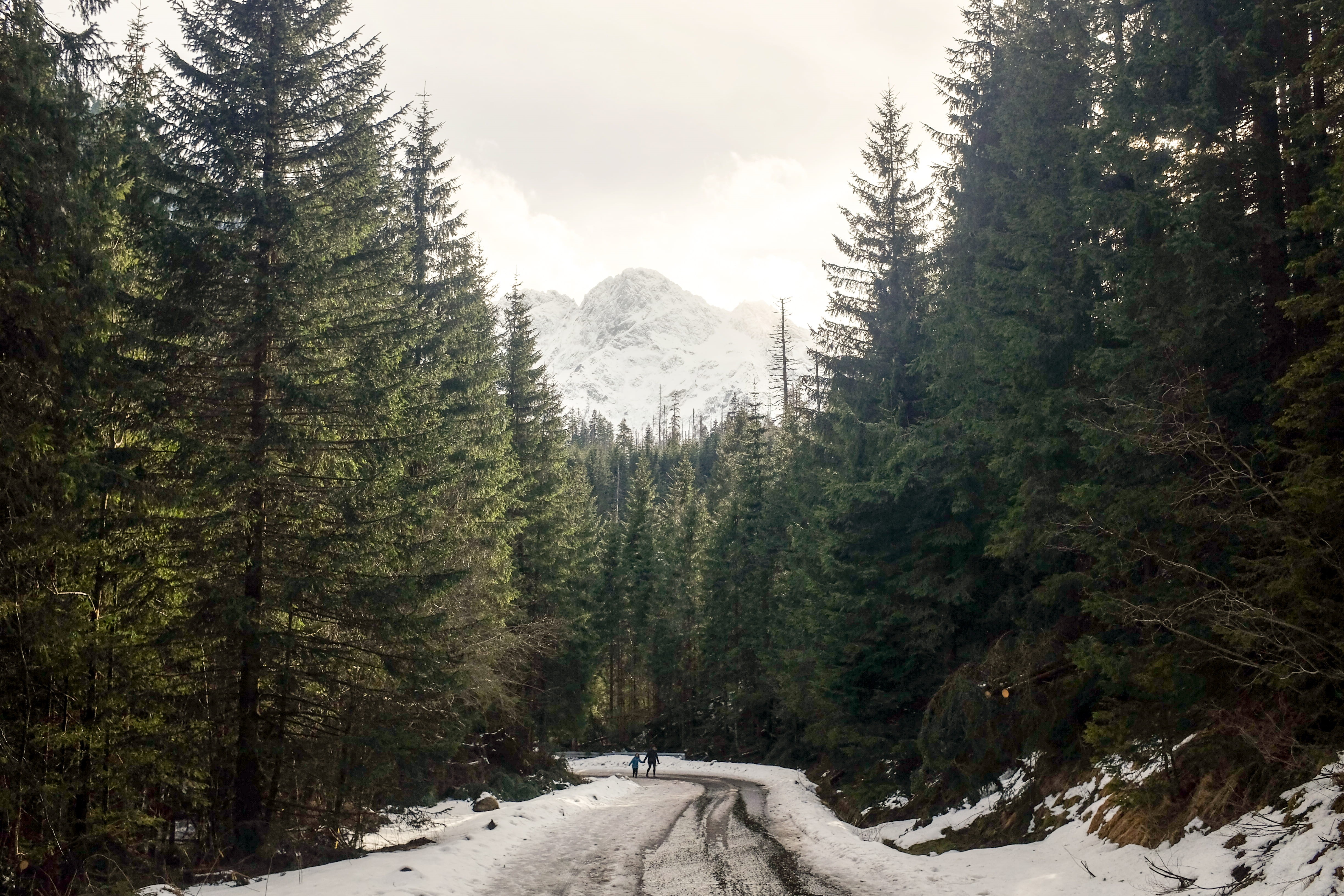 daytime, coated, hiking, walk, plant, green, sky, woodland, cloudy, coniferous tree, nature, forest, day, snowcapped mountain, outdoors, scenics - nature, HD Wallpaper
