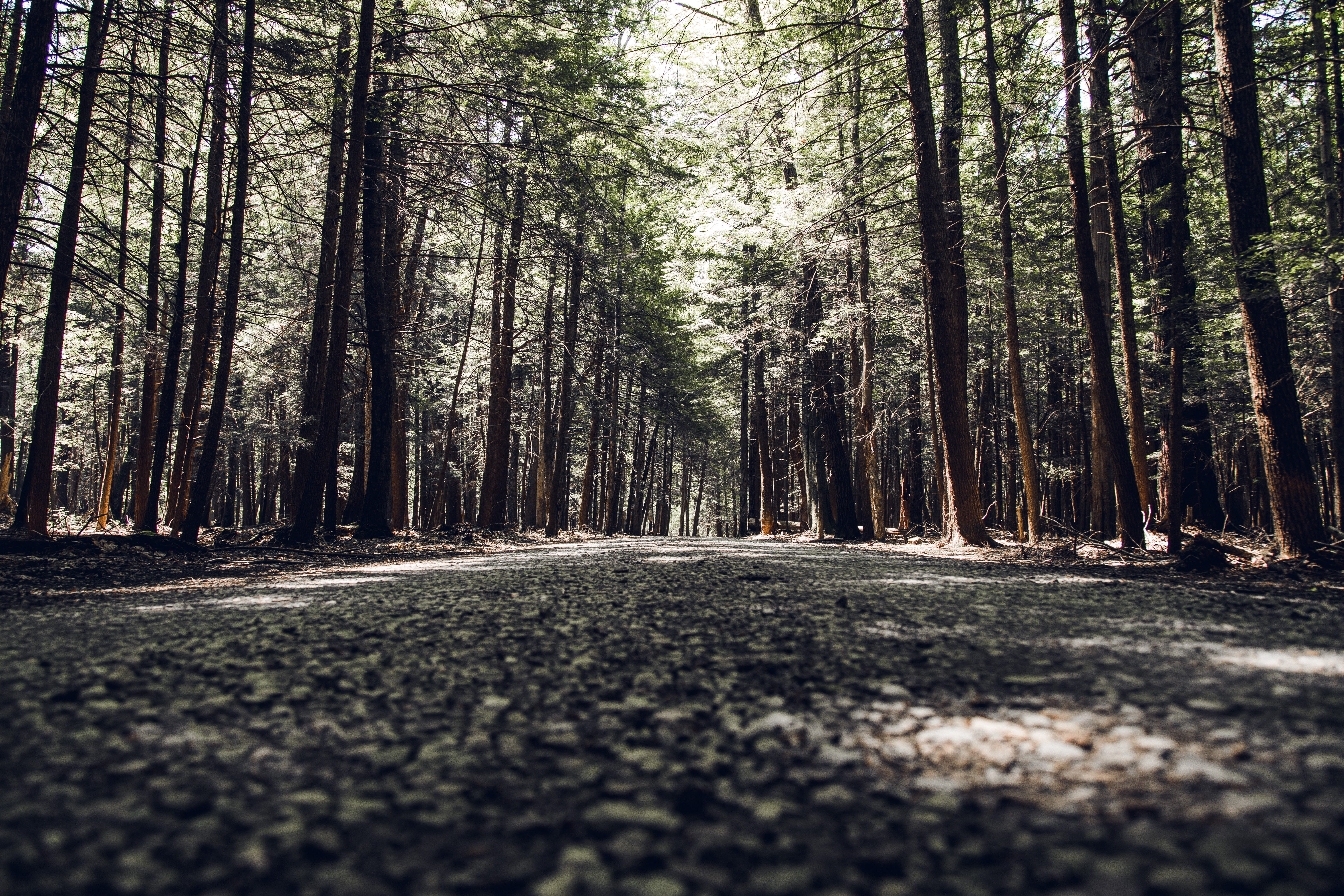 tree, tree trunk, trail, nature, the way forward, no people, flora, land, shadow, dirt road, direction, day, path, united states, conifer, tranquil scene, HD Wallpaper