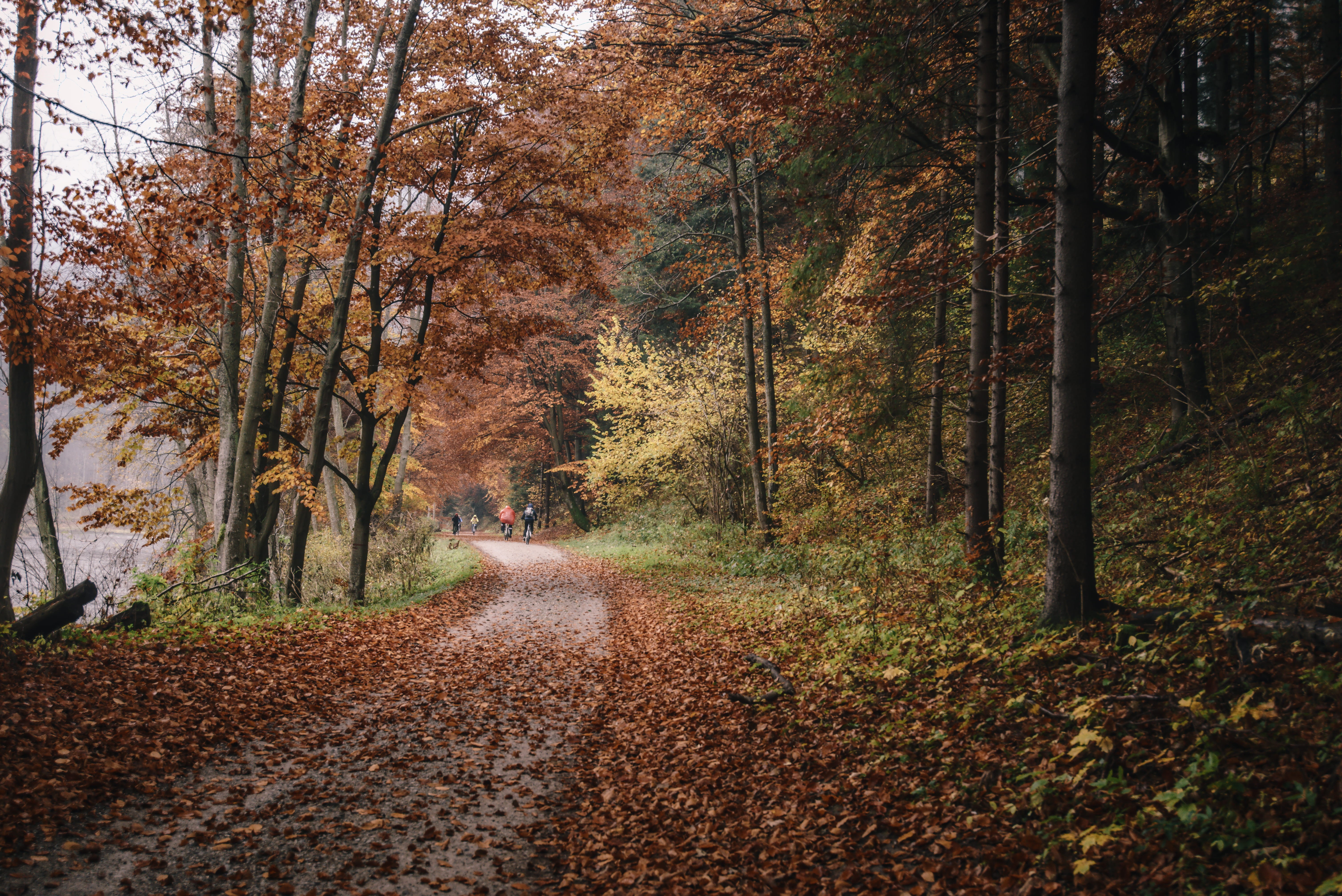 wood, person, tree, woodland, outdoors, beauty in nature, leaf, forest, autumn collection, day, flora, road, tranquility, scenics - nature, outdoor, leaves, HD Wallpaper