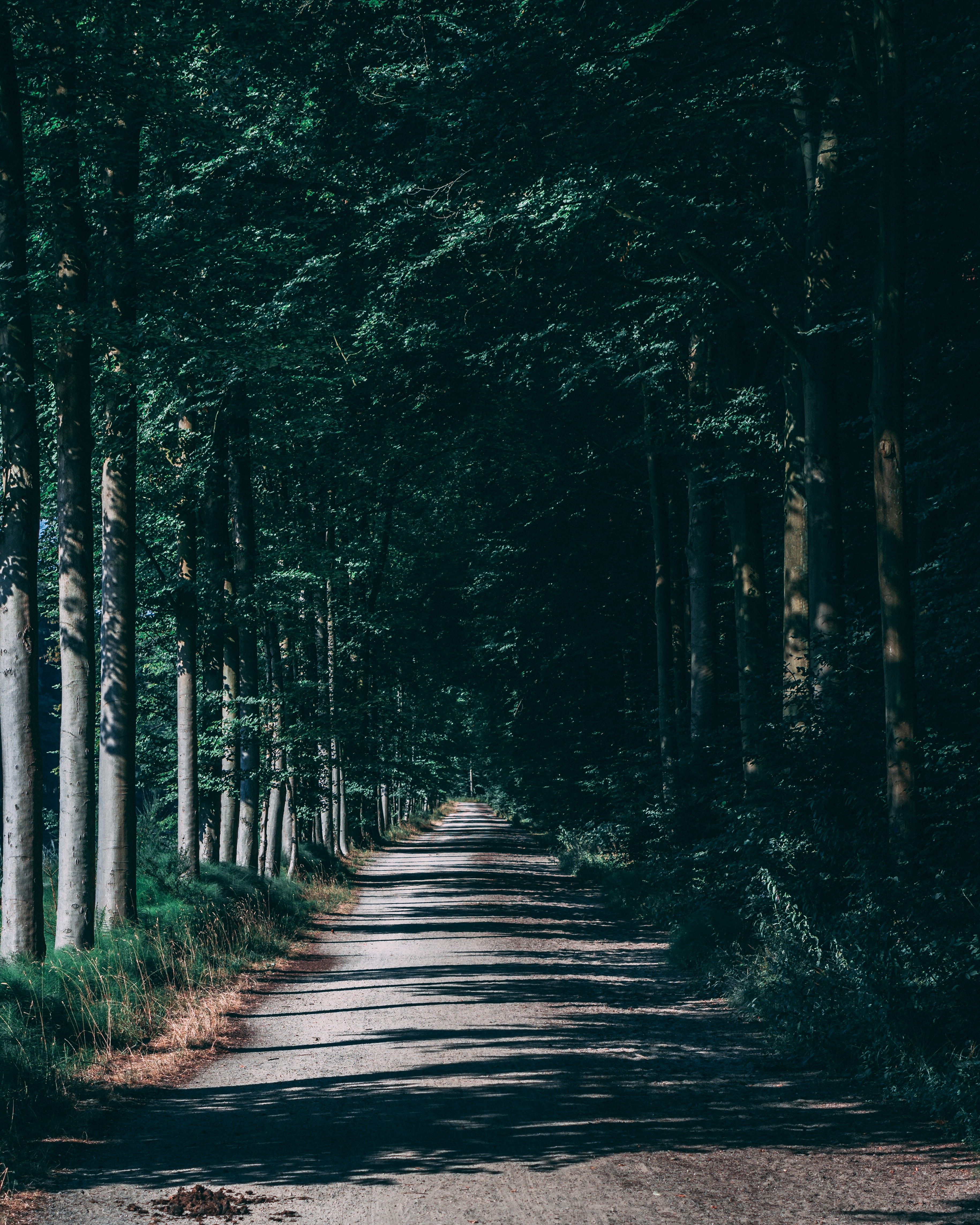 day, treelined, dirt road, bu, pathway, road, landscape, trees, tree trunk, path, woodland, forest, 4K, outdoors, belgium, plant, no people, green, footpath, Phone HD Wallpaper