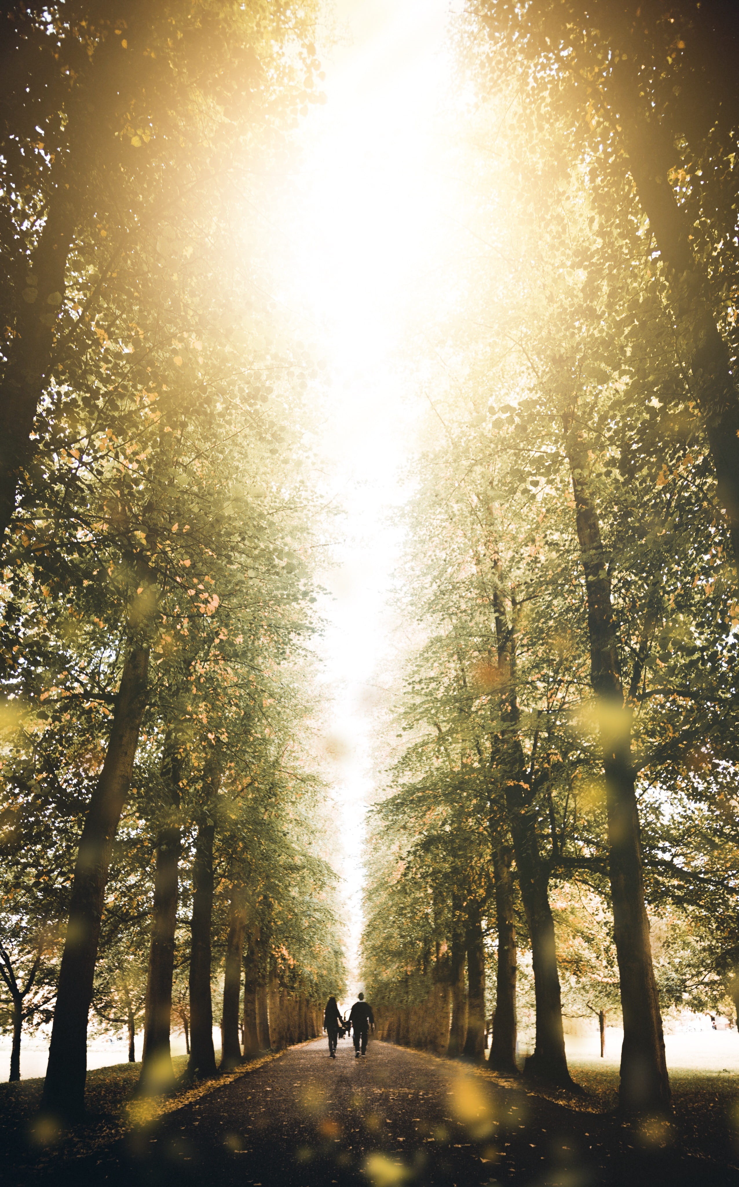 england, couple, landscape, adult, path, beauty In Nature, people, nature, sunshine, surrounded, lens Flare, non-Urban Scene, rural Scene, woodland, tree, Phone HD Wallpaper
