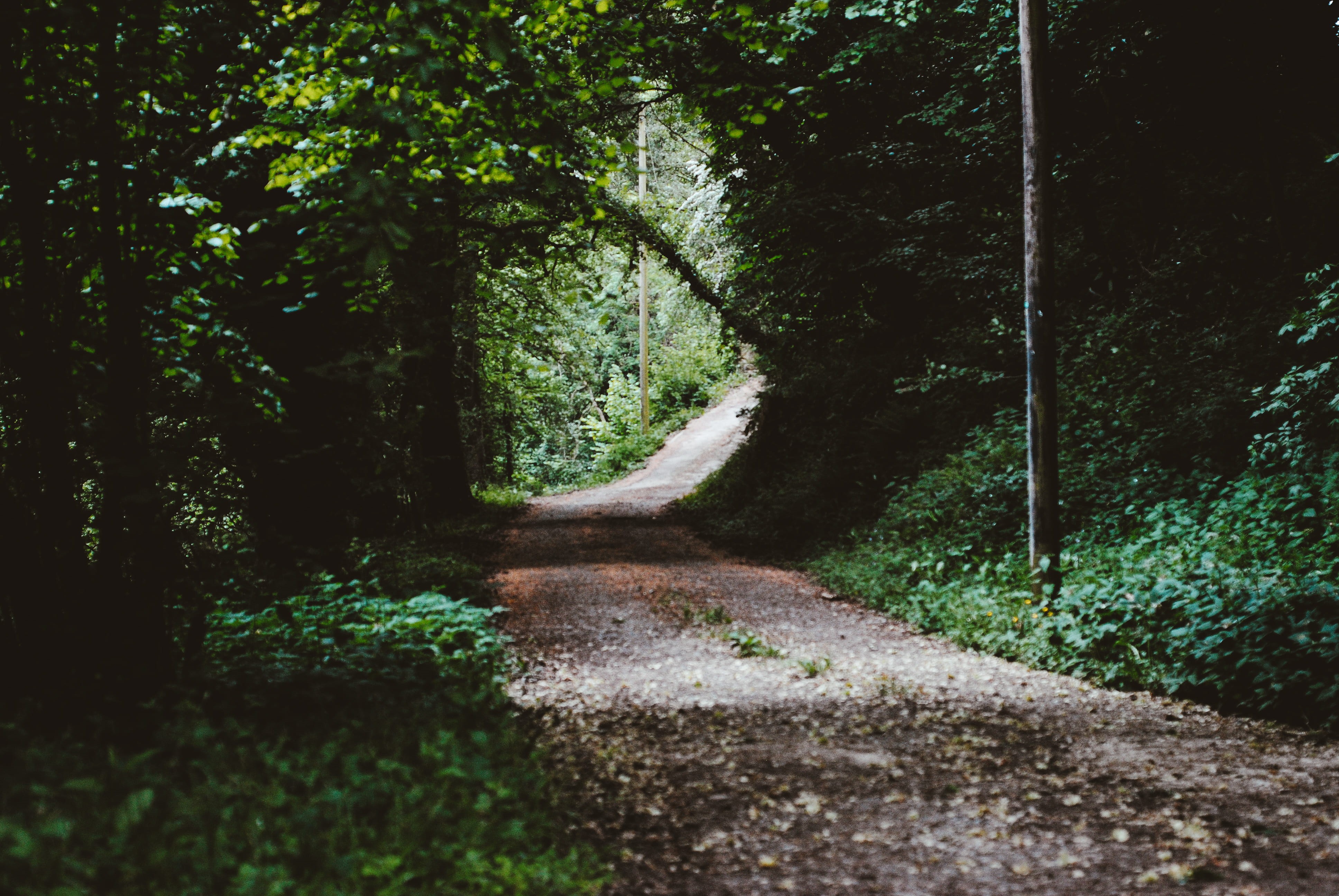 tree, nature, sunlight, woodland, 4K, road trip, transportation, leaf, explore, tranquility, daytime, beauty in nature, footpath, forest, diminishing perspective, HD Wallpaper