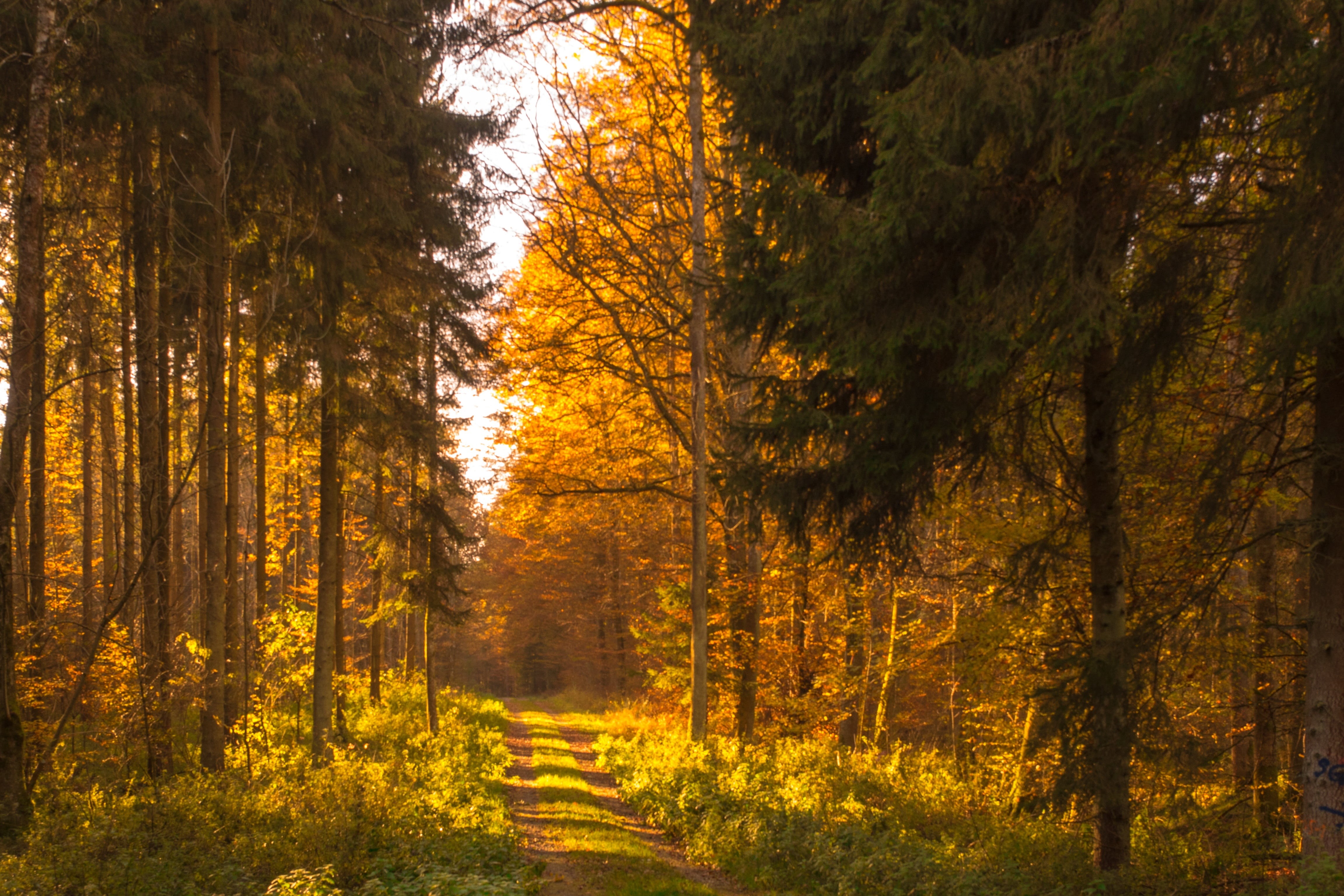 nature, pathway, sunlight, tree, color, woodland, golden, outdoors, growth, plant, back light, autumn forest, autumn collection, forest path, yellow, tree trunk, HD Wallpaper