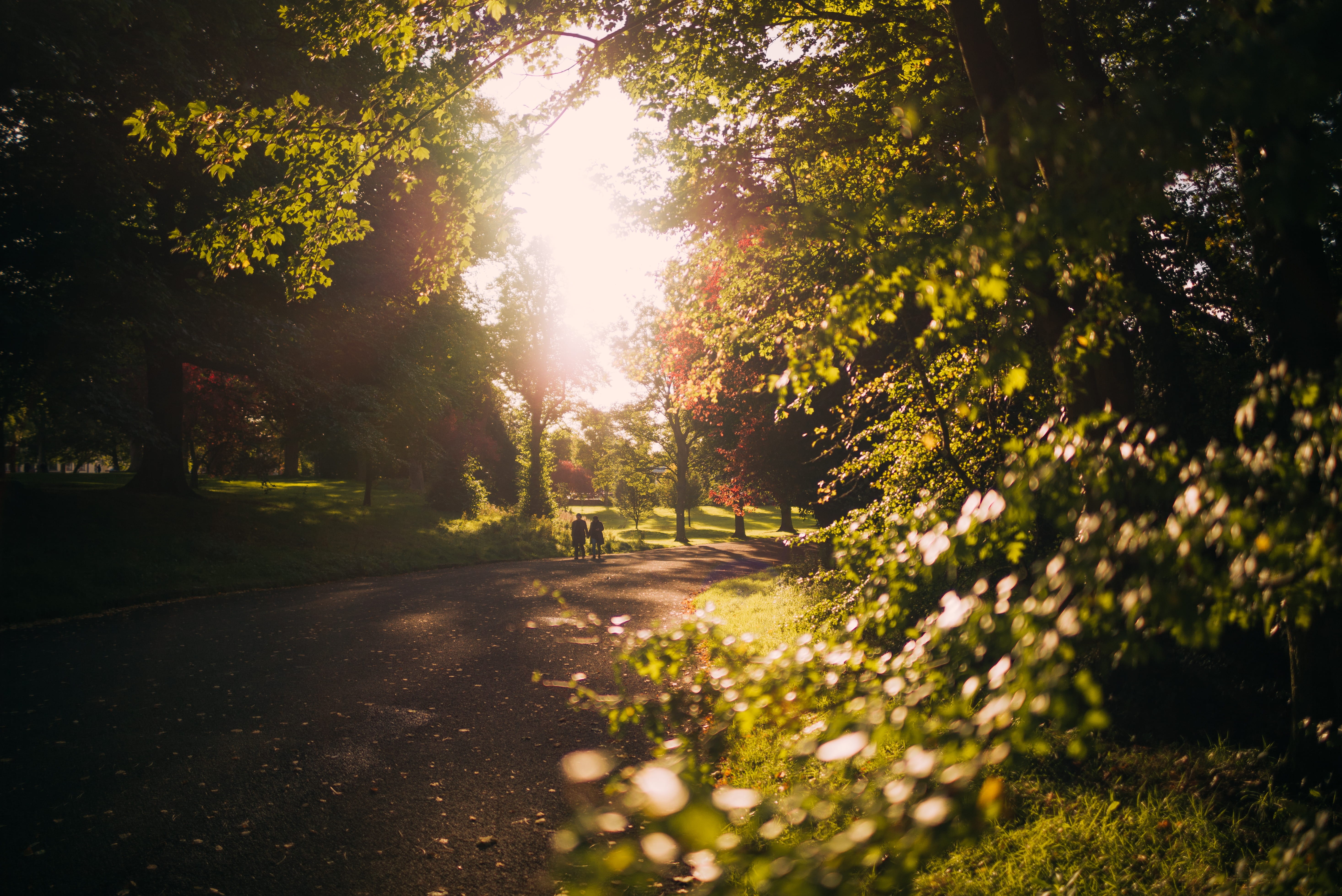 the way forward, nature, surrounded, near, back lit, autumn, growth, outdoors, green color, street, two, person, walking, tranquil scene, path, sky, plant, HD Wallpaper