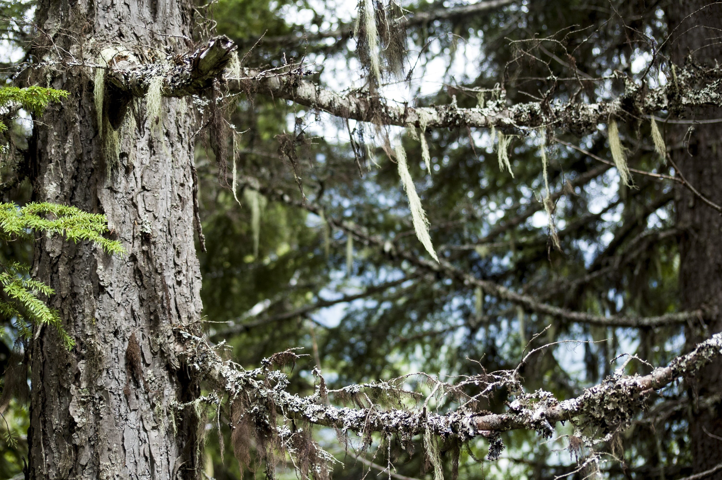 shadowy, lichen, owl, black, plant, spring, nature, season, grey, green, sun, forest, environment, shade, landscape, meadow, road, colour, grass, surface, HD Wallpaper